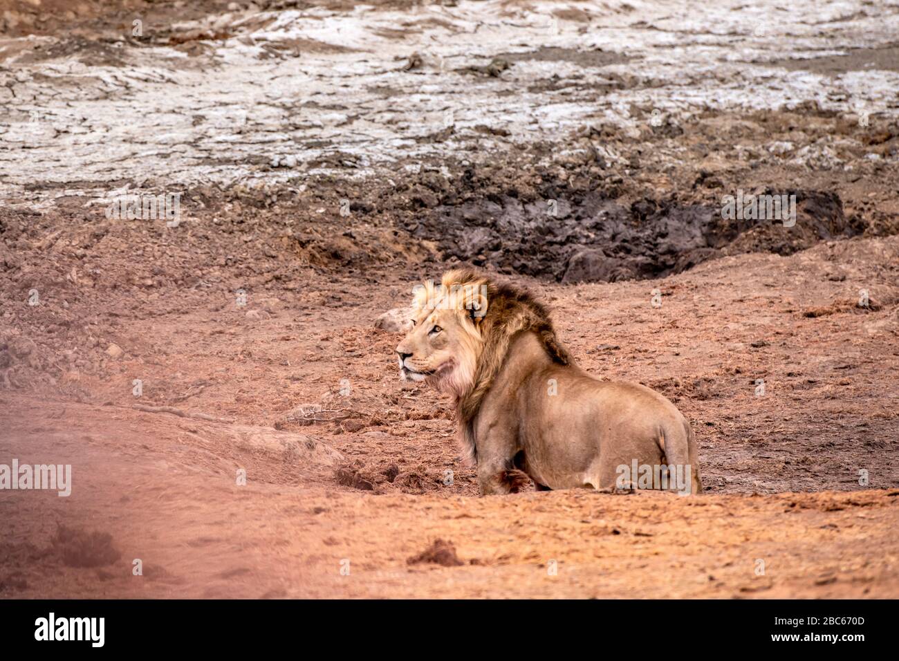 Addo Elephant National Park, Addo, Cap oriental, Afrique du Sud Banque D'Images