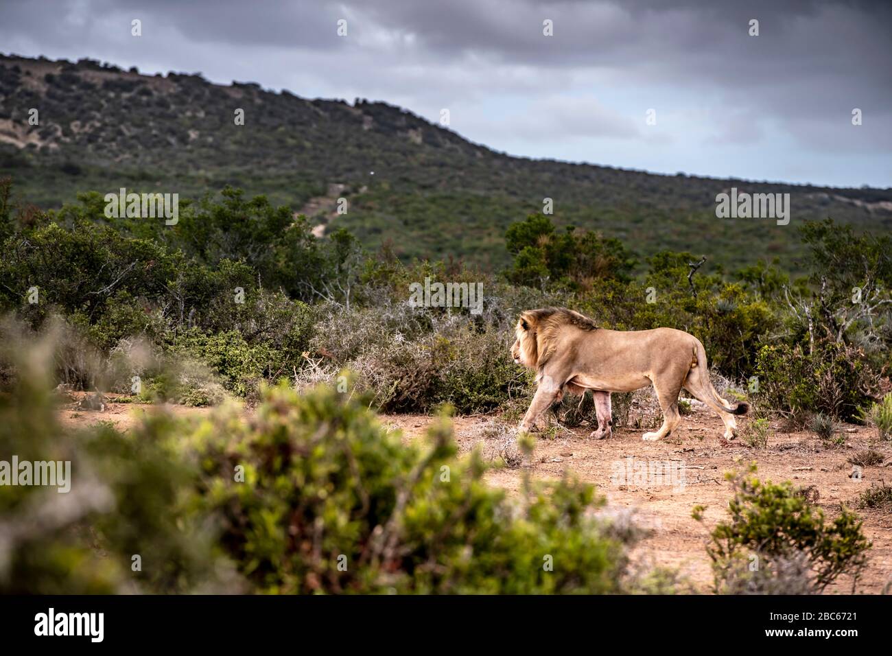 Addo Elephant National Park, Addo, Cap oriental, Afrique du Sud Banque D'Images