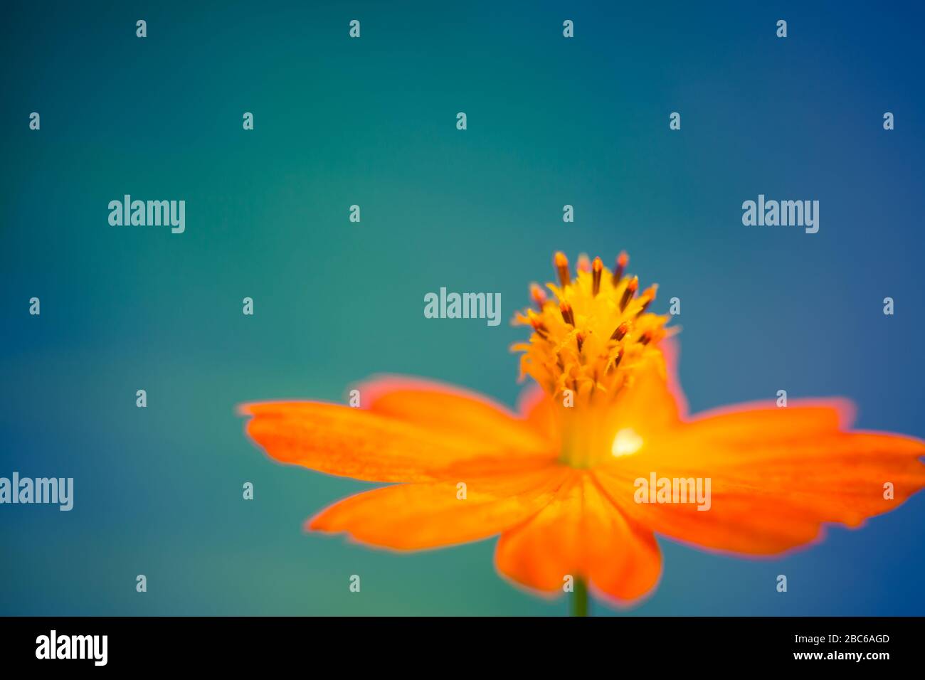 Gros plan de la Marguerite de fleur d'orange. Résumé macro nature avec lumière du soleil sur fond bleu clair Banque D'Images