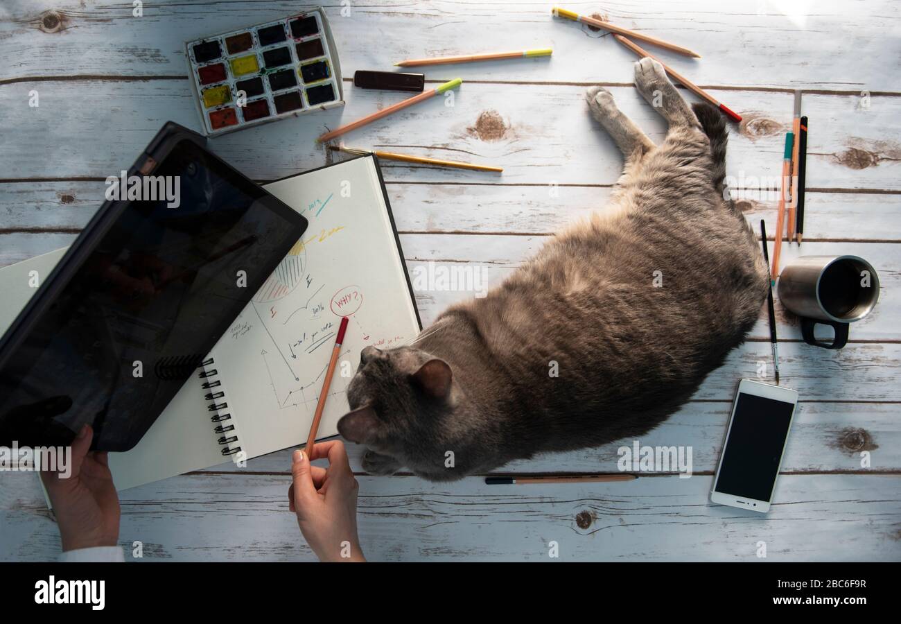 fille travaillant de la maison avec son chat Banque D'Images