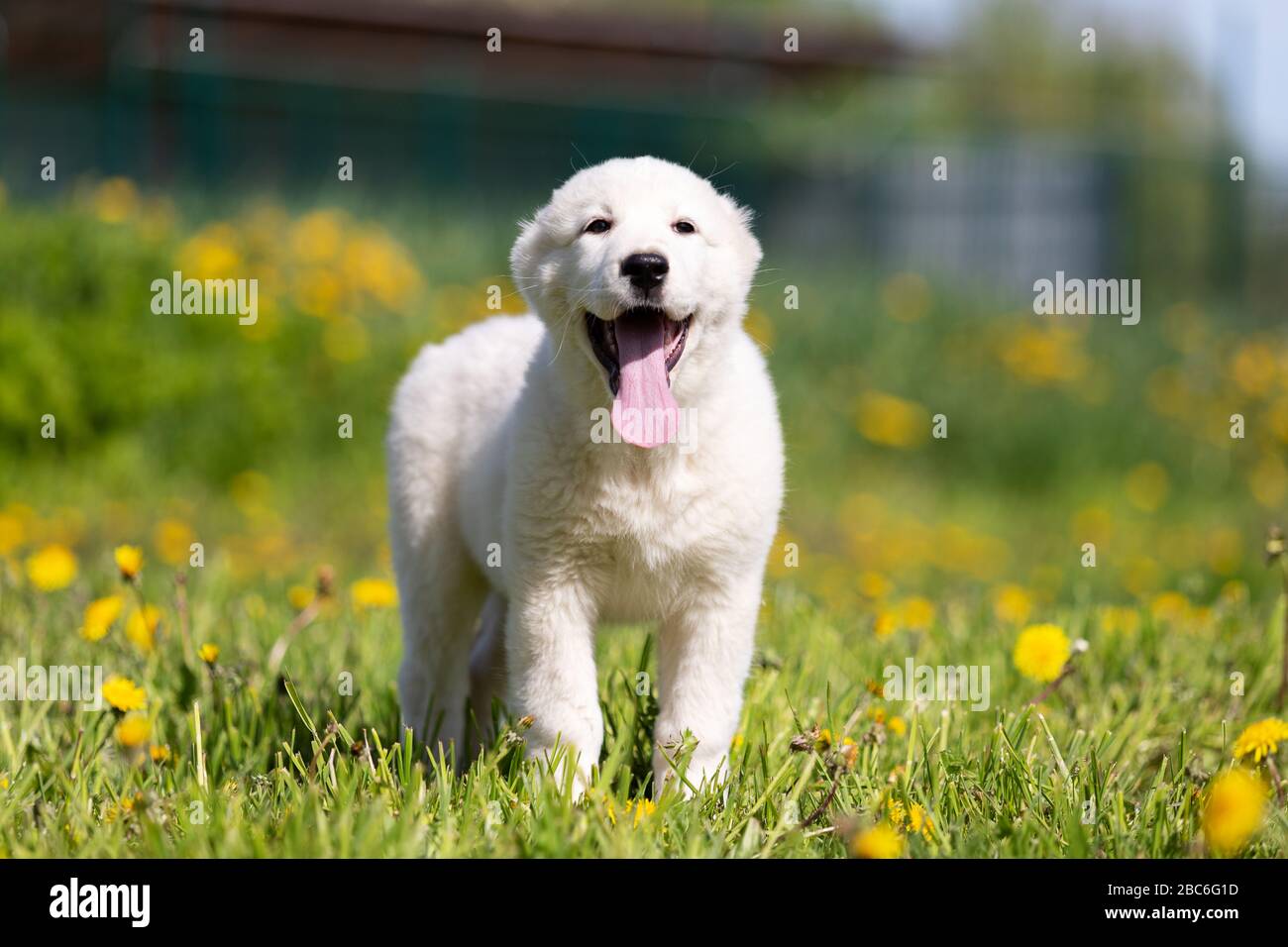 Chiot d'asie centrale le chien sheppard marche en plein air le jour d'été Banque D'Images