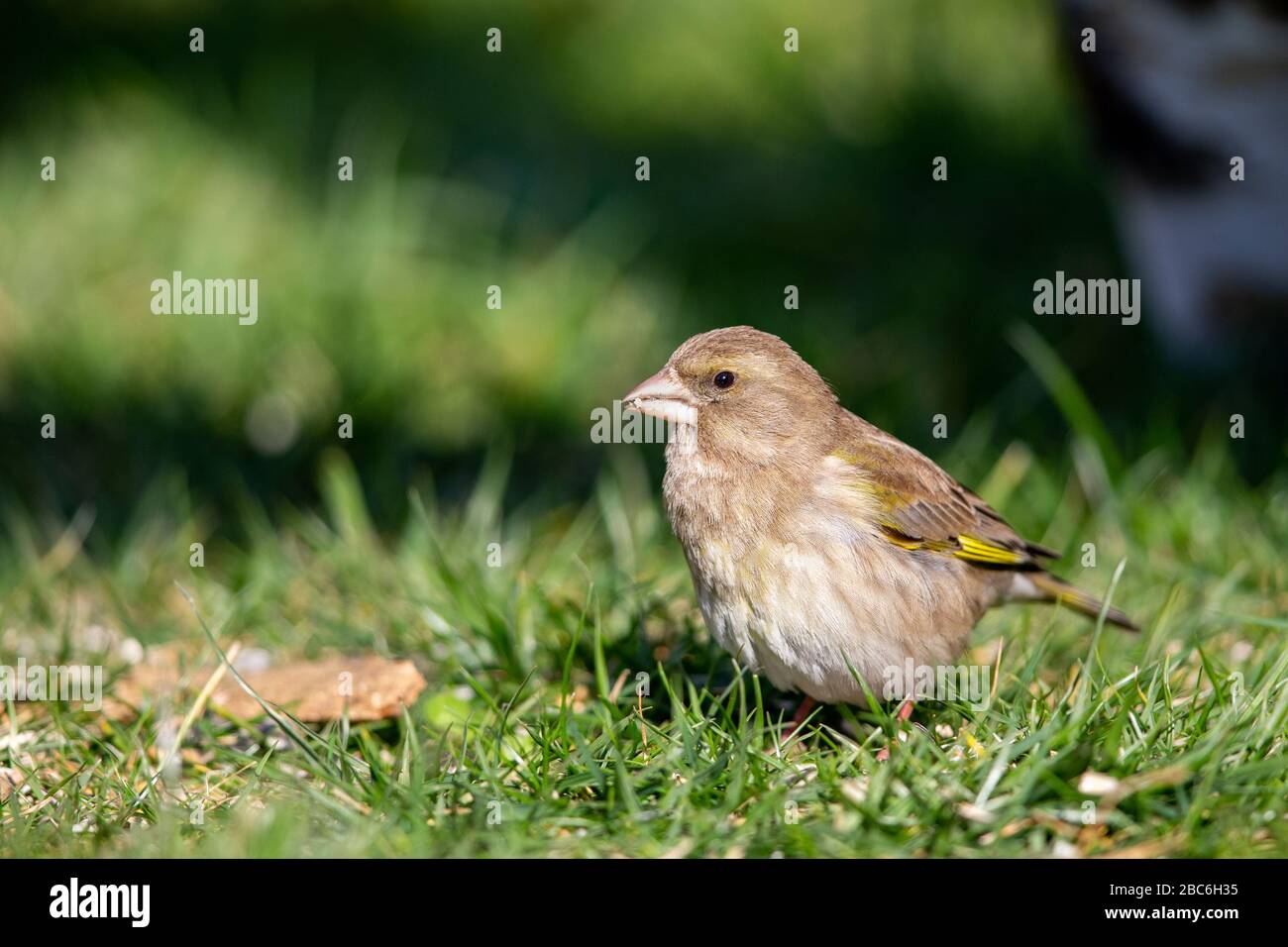 greenfinch européen (chloris chloris) dans le jardin au printemps. Banque D'Images