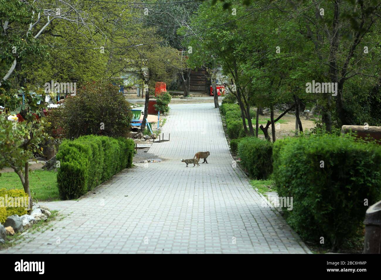 (200403) -- ISLAMABAD, 3 avril 2020 (Xinhua) -- un chat et un singe sont vus à l'endroit touristique vide de Daran-e-Koh pendant un verrouillage partiel comme mesure préventive contre la COVID-19 à Islamabad, Pakistan, 2 avril 2020. (Xinhua/Ahmad Kamal) Banque D'Images