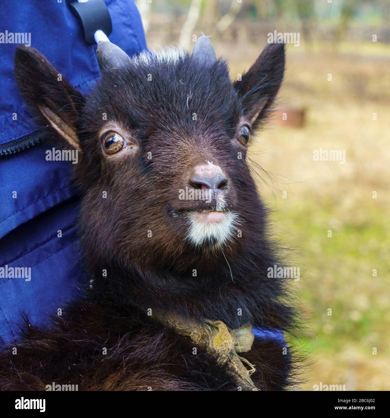 Gros Plan D Une Jolie Chevre Noire Pour Bebe Sur Les Mains Photo Stock Alamy