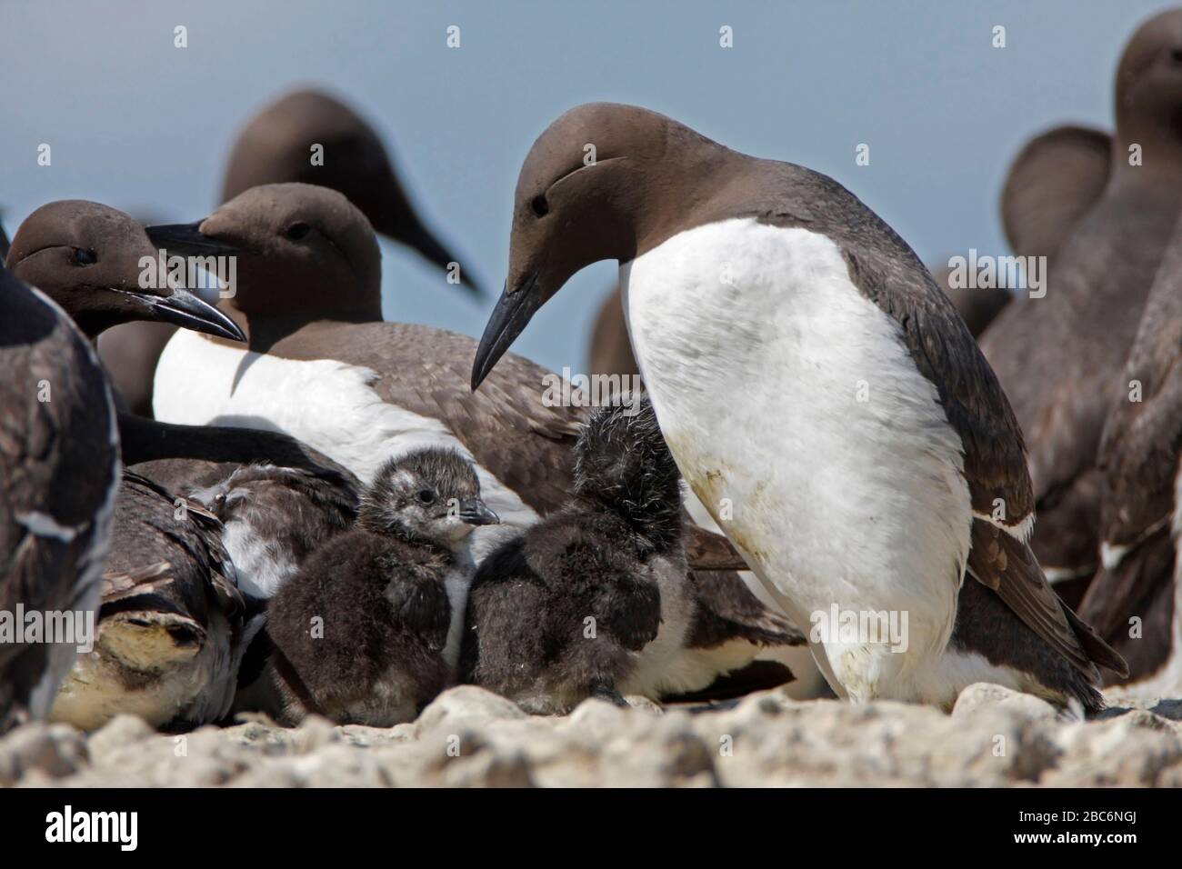 GUILLEMOTS (Uria aalge) et poussins dans une colonie de reproduction bondée, Royaume-Uni. Banque D'Images