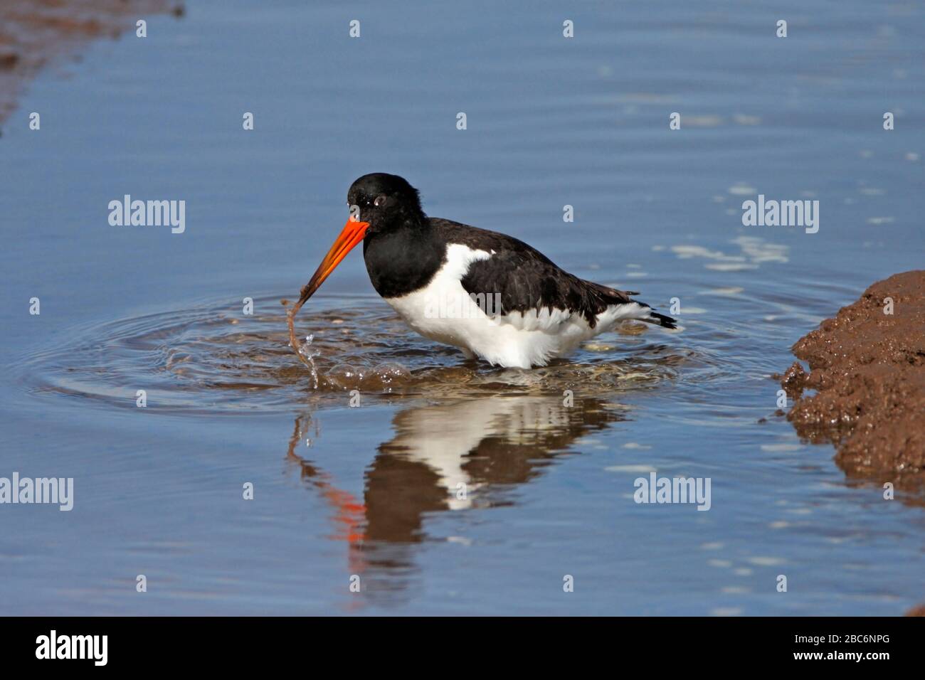 OYSTERCATCHER (Haematopus ostralegus) attrape des proies dans la zone intertidale d'un estuaire boueux, Lothian est, Écosse, Royaume-Uni. Banque D'Images