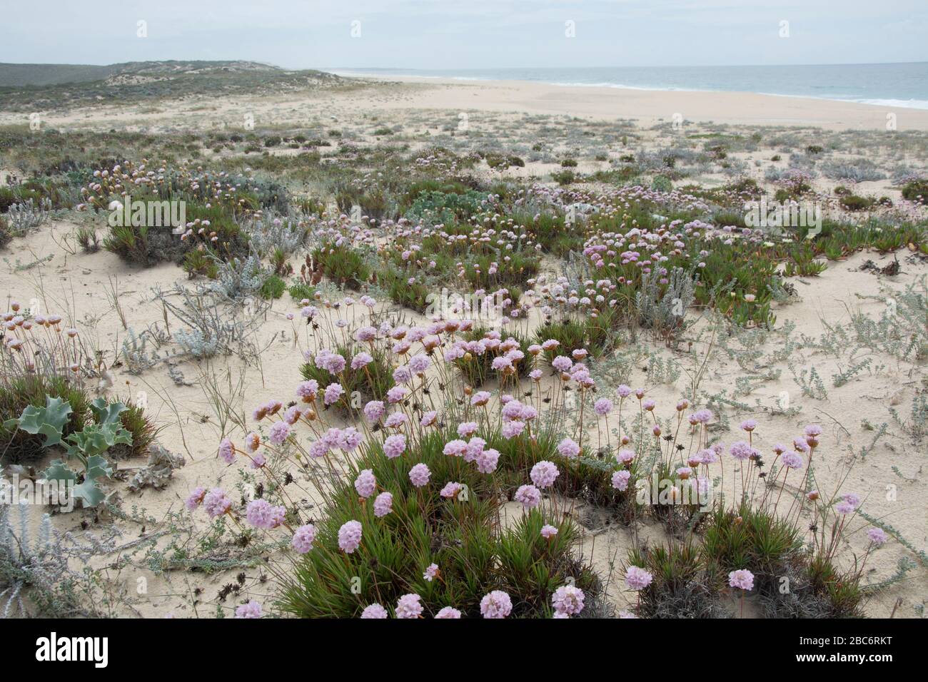 fleurs violettes sur la plage au nord de sines, portugal Banque D'Images