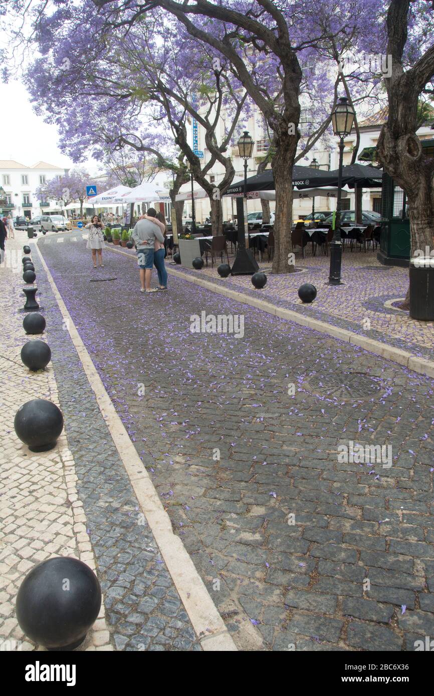 jacaranda arbres dans la vieille ville de lagos, portugal Banque D'Images