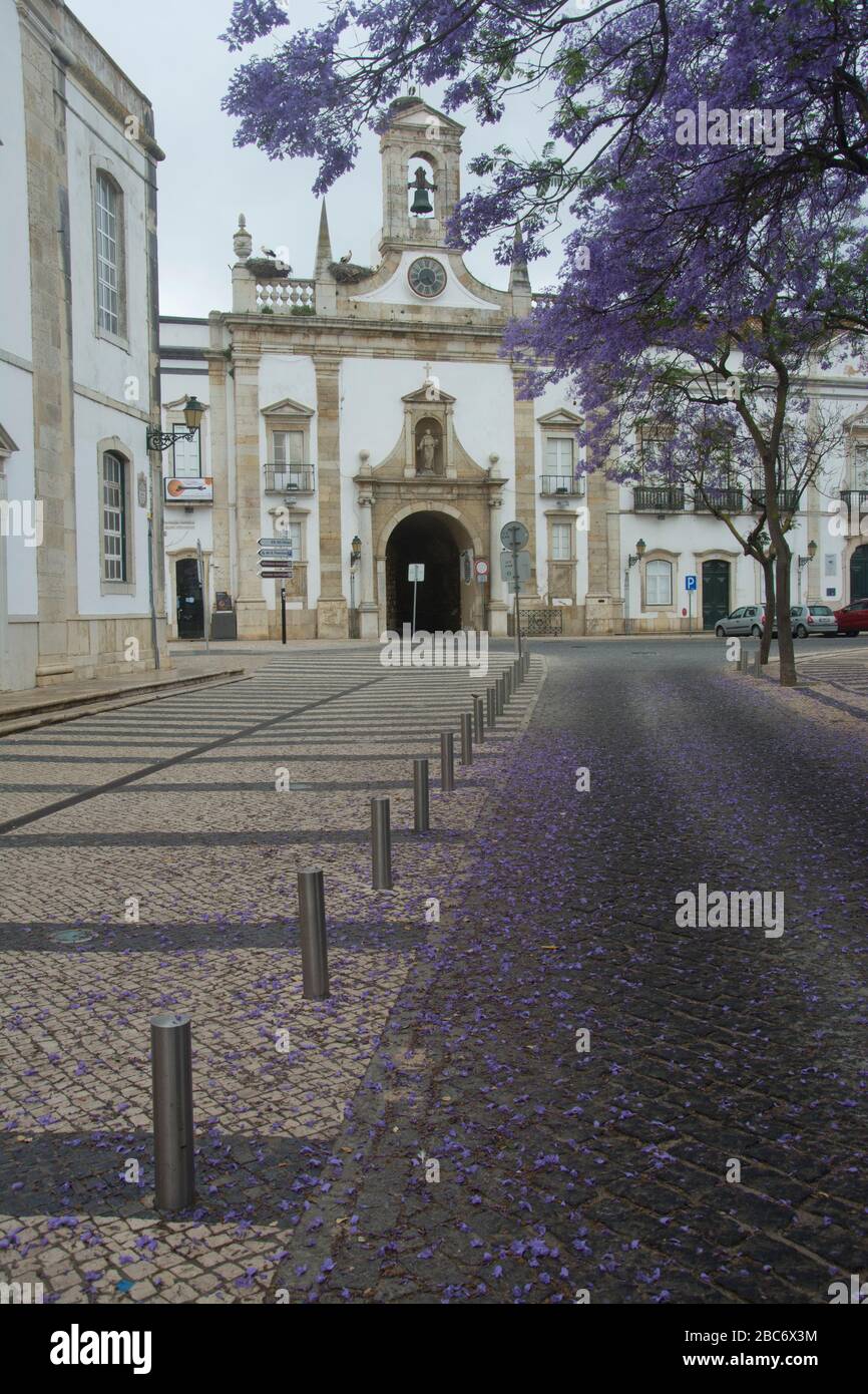 jacaranda arbres dans la vieille ville de lagos, portugal Banque D'Images