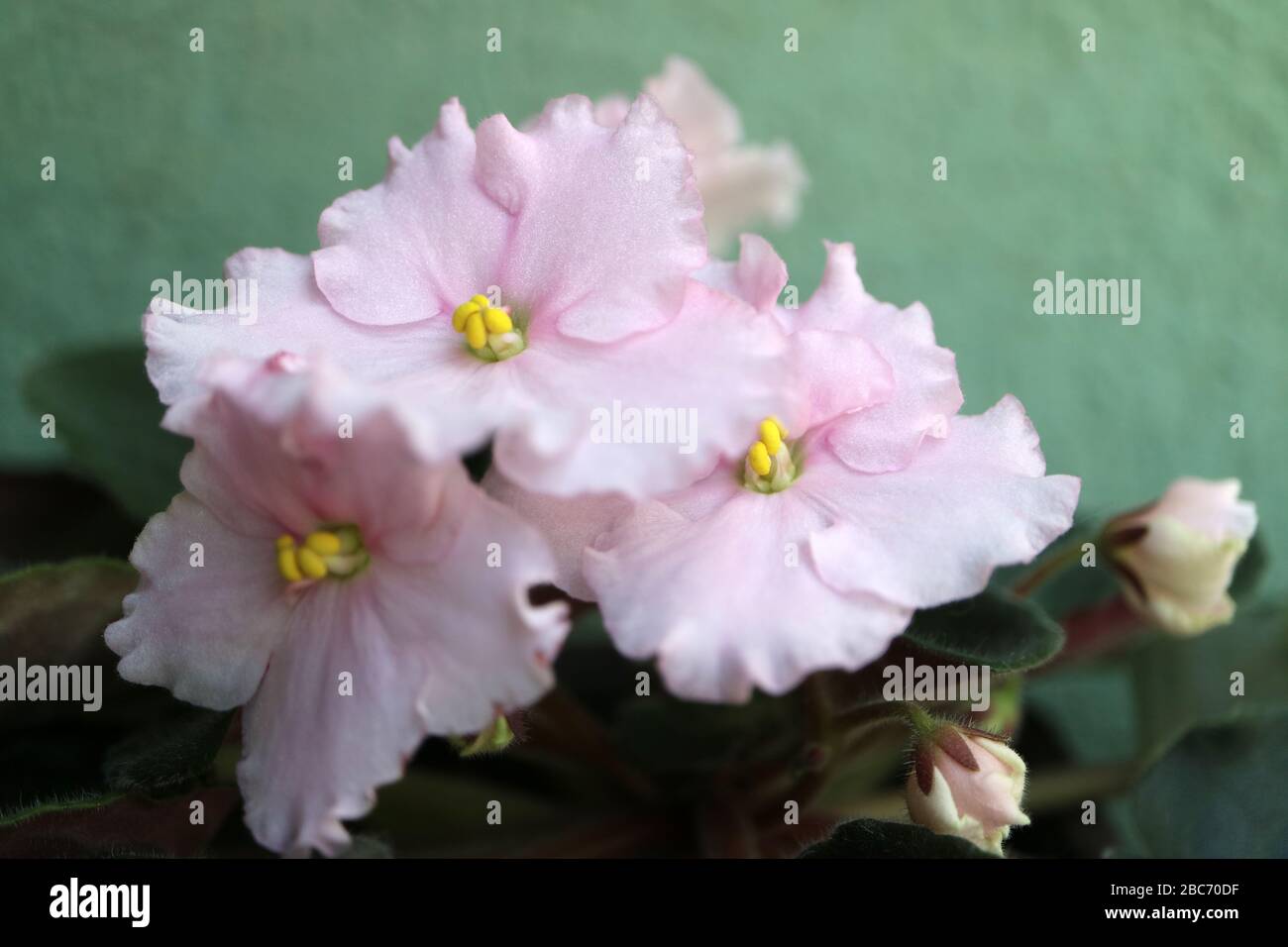 Violettes africaines roses avec fond de mur vert, fleurs roses de printemps avec feuilles vertes, violettes avec pétales doux et étamines jaunes, fleurs macro, stock Banque D'Images
