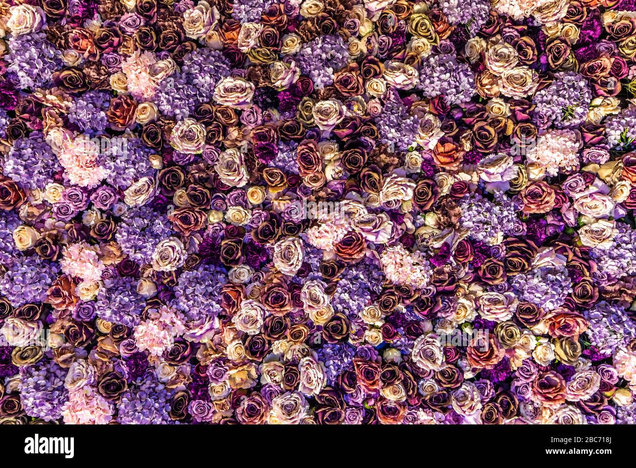 Composition multicolore de fleurs comme arrière-plan. Banque D'Images