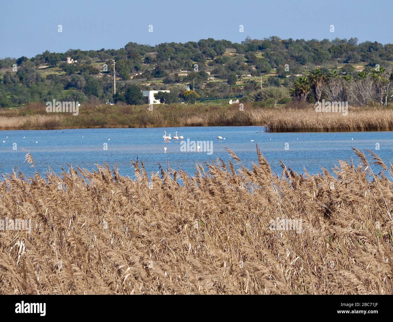 Flamingos à Lagoa dos Salgados, un biotope entre Armacaou de Pera et Albufeira sur la côte de l'Algarve au Portugal Banque D'Images