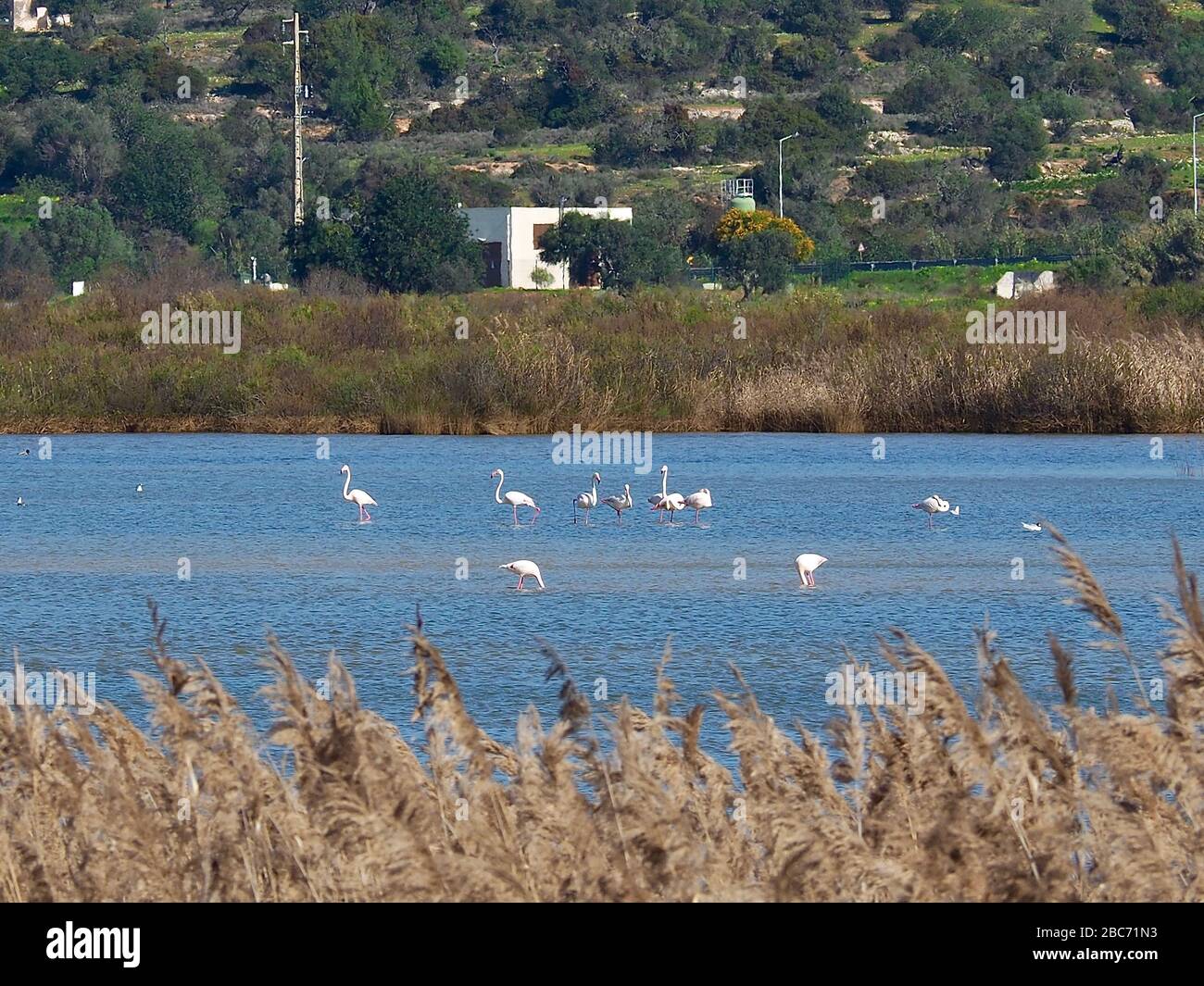 Flamingos à Lagoa dos Salgados, un biotope entre Armacaou de Pera et Albufeira sur la côte de l'Algarve au Portugal Banque D'Images