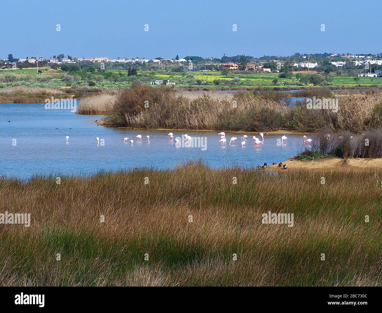 Flamingos à Lagoa dos Salgados, un biotope entre Armacaou de Pera et Albufeira sur la côte de l'Algarve au Portugal Banque D'Images