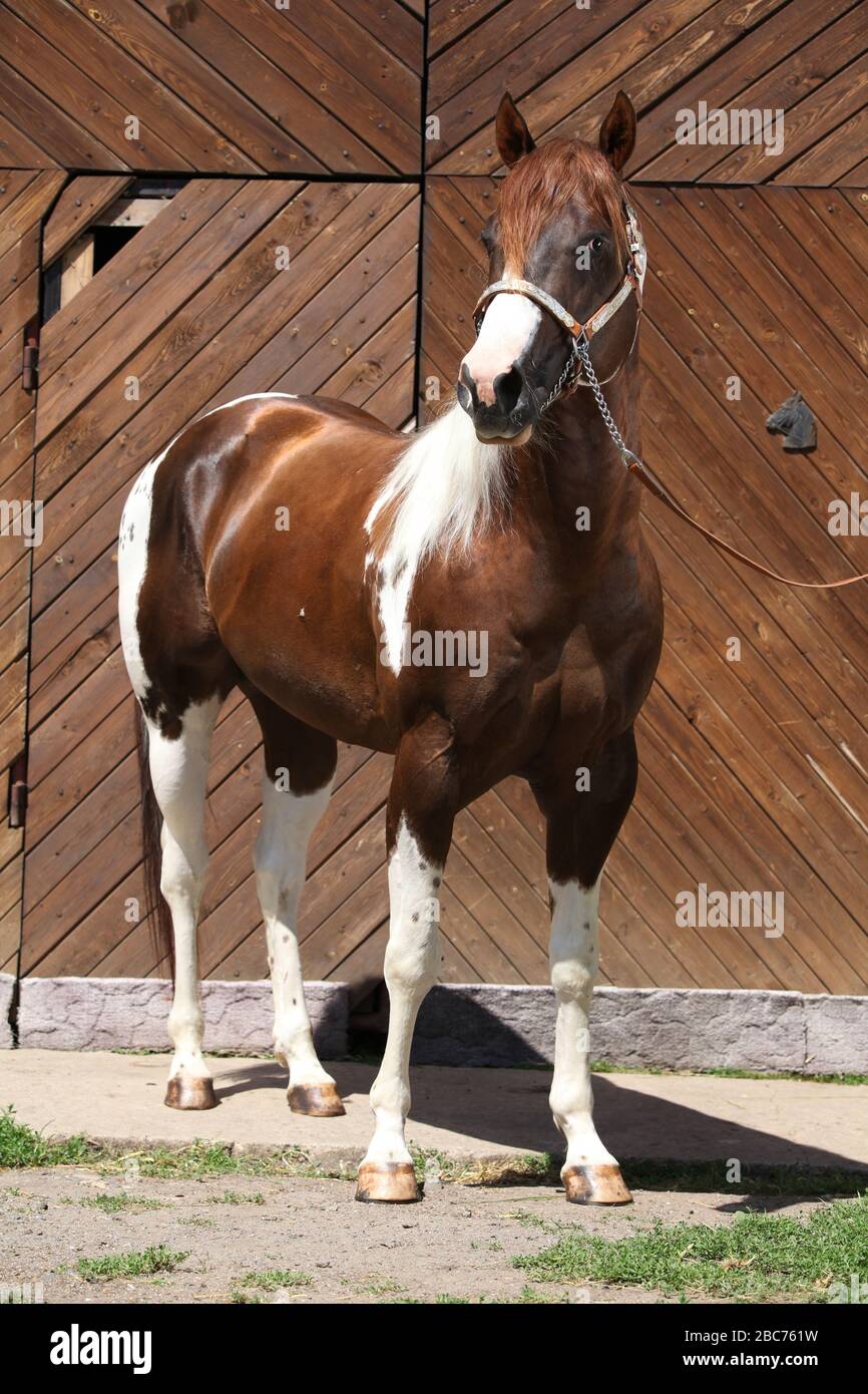 Portrait de l'étalon de cheval de peinture magnifique avec le halter occidental Banque D'Images