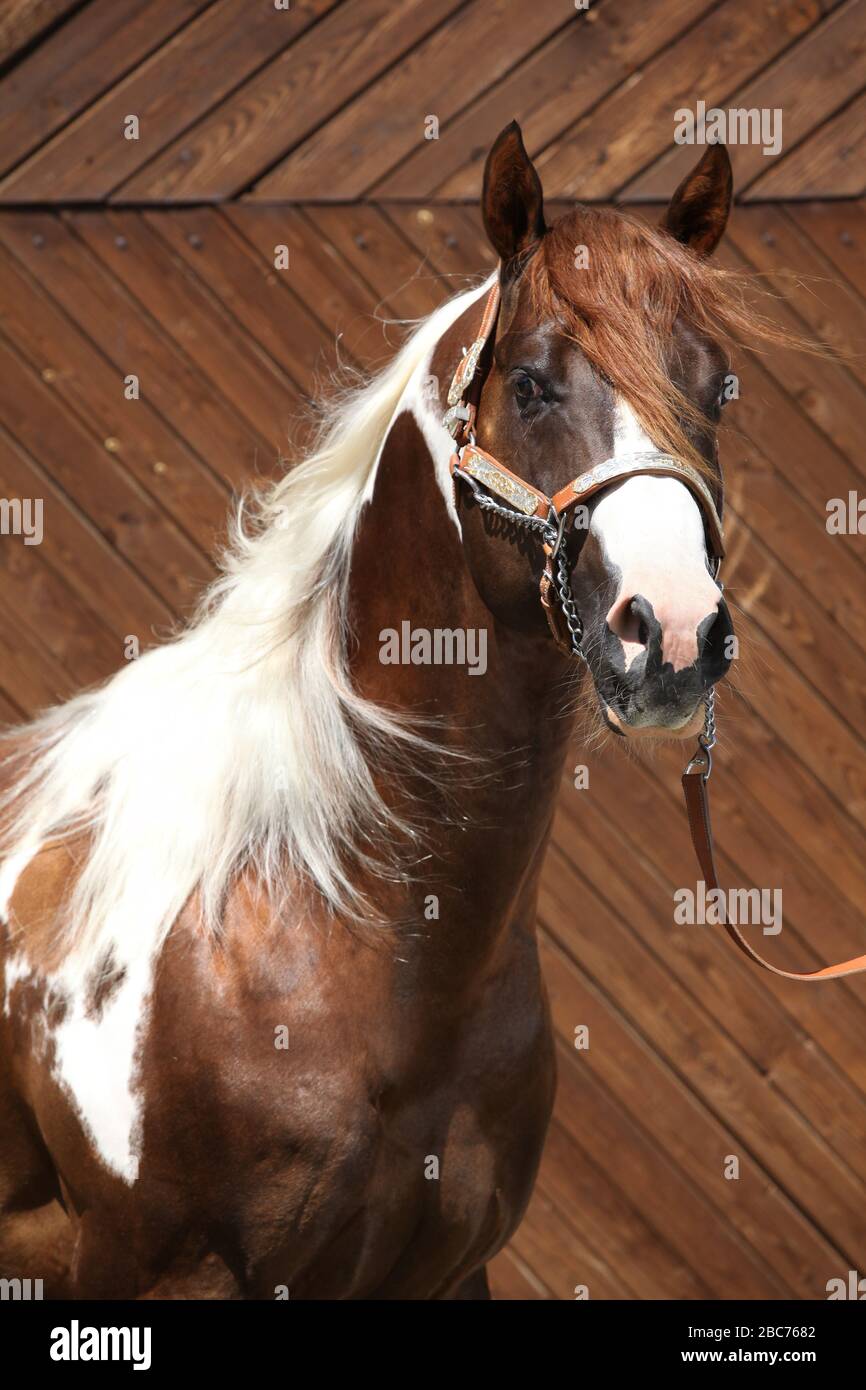 Portrait de l'étalon de cheval de peinture magnifique avec le halter occidental Banque D'Images