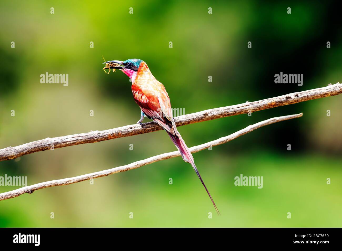 Un Bee-eater Carmine avec Prey dans son Beak perché sur une branche arborescente dans le Parc National Kruger, Afrique du Sud Banque D'Images