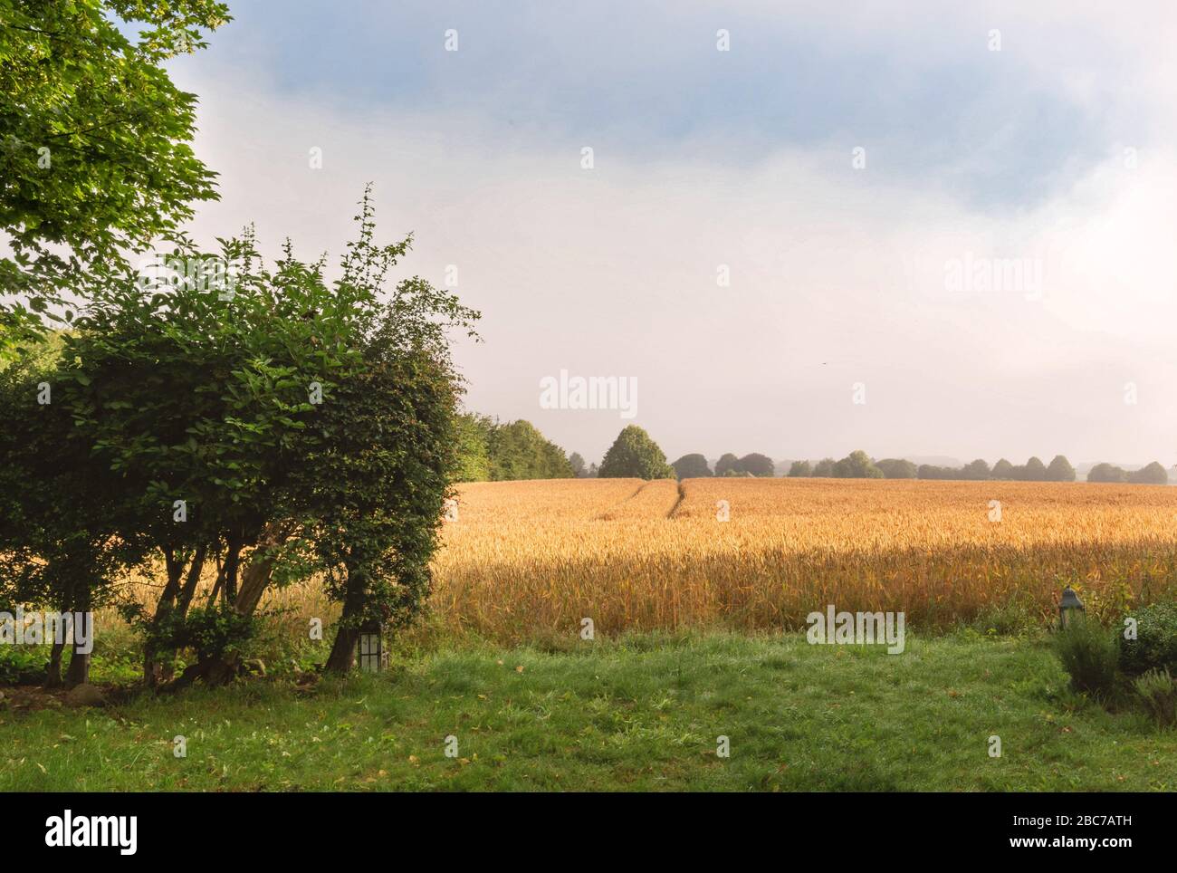 Vue romantique sur un champ de blé jaune à la fin de l'été. Banque D'Images
