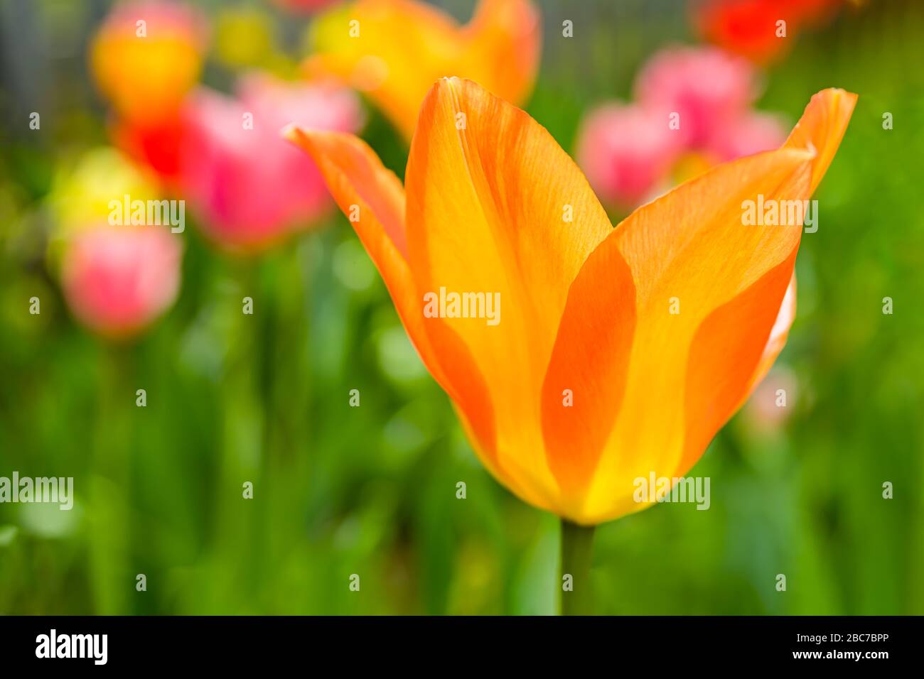 Tulipe de l'empereur orange dans le jardin de printemps. Banque D'Images