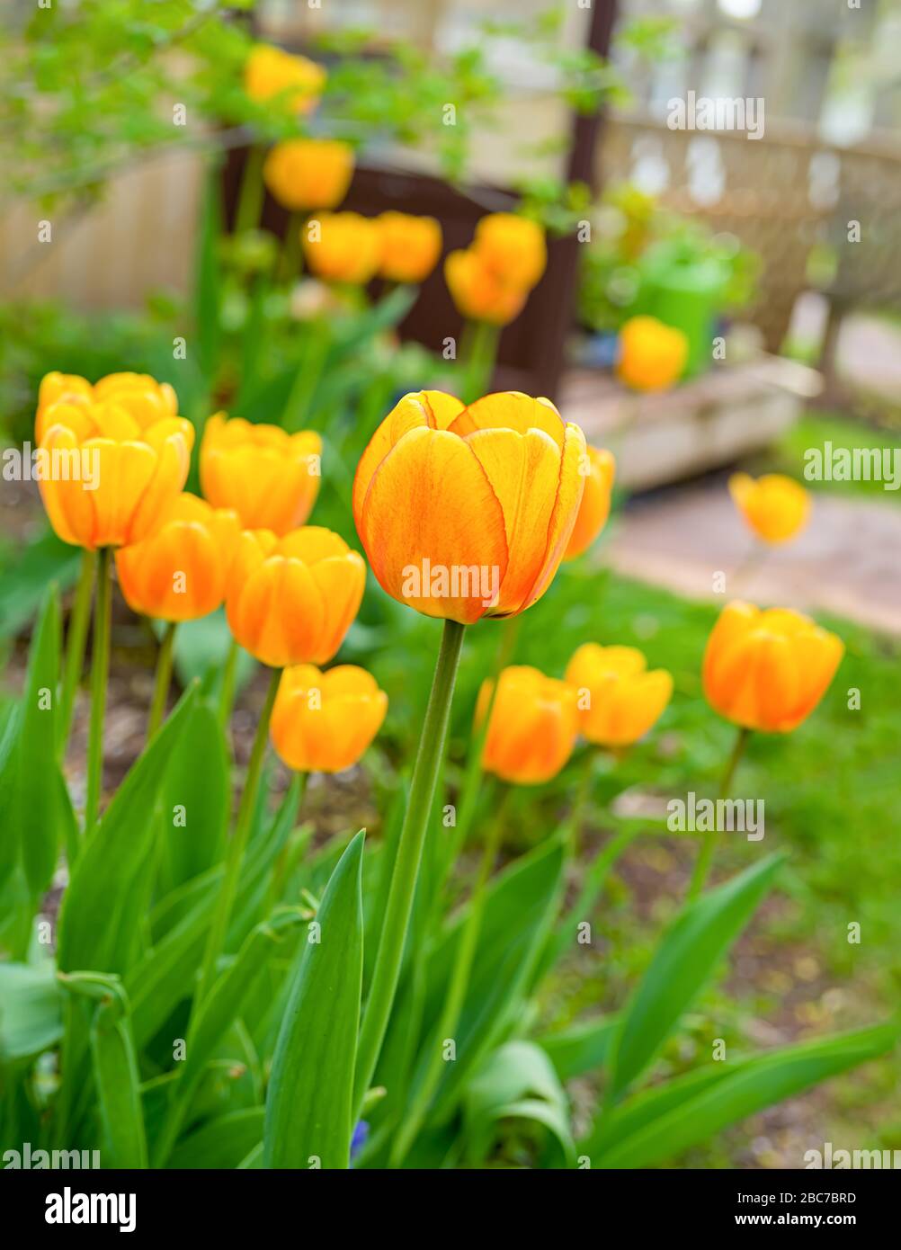 Tulipes de Darwin à l'orne rougissant dans le jardin de la maison. Banque D'Images