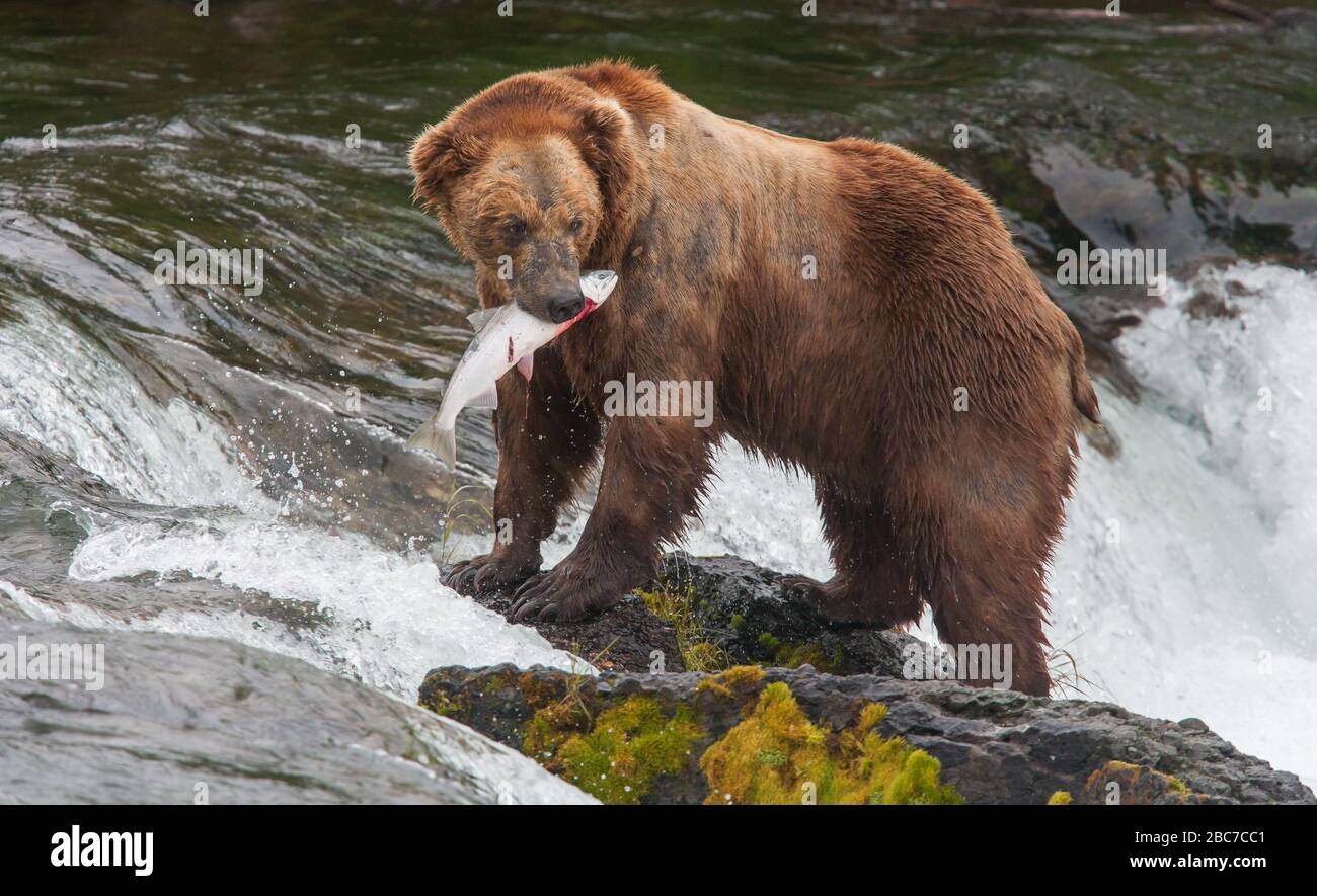 Grizzly ours du parc national de Katmai en Alaska Banque D'Images
