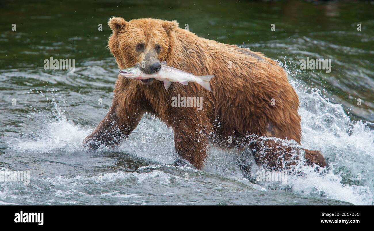 Grizzly ours du parc national de Katmai en Alaska Banque D'Images