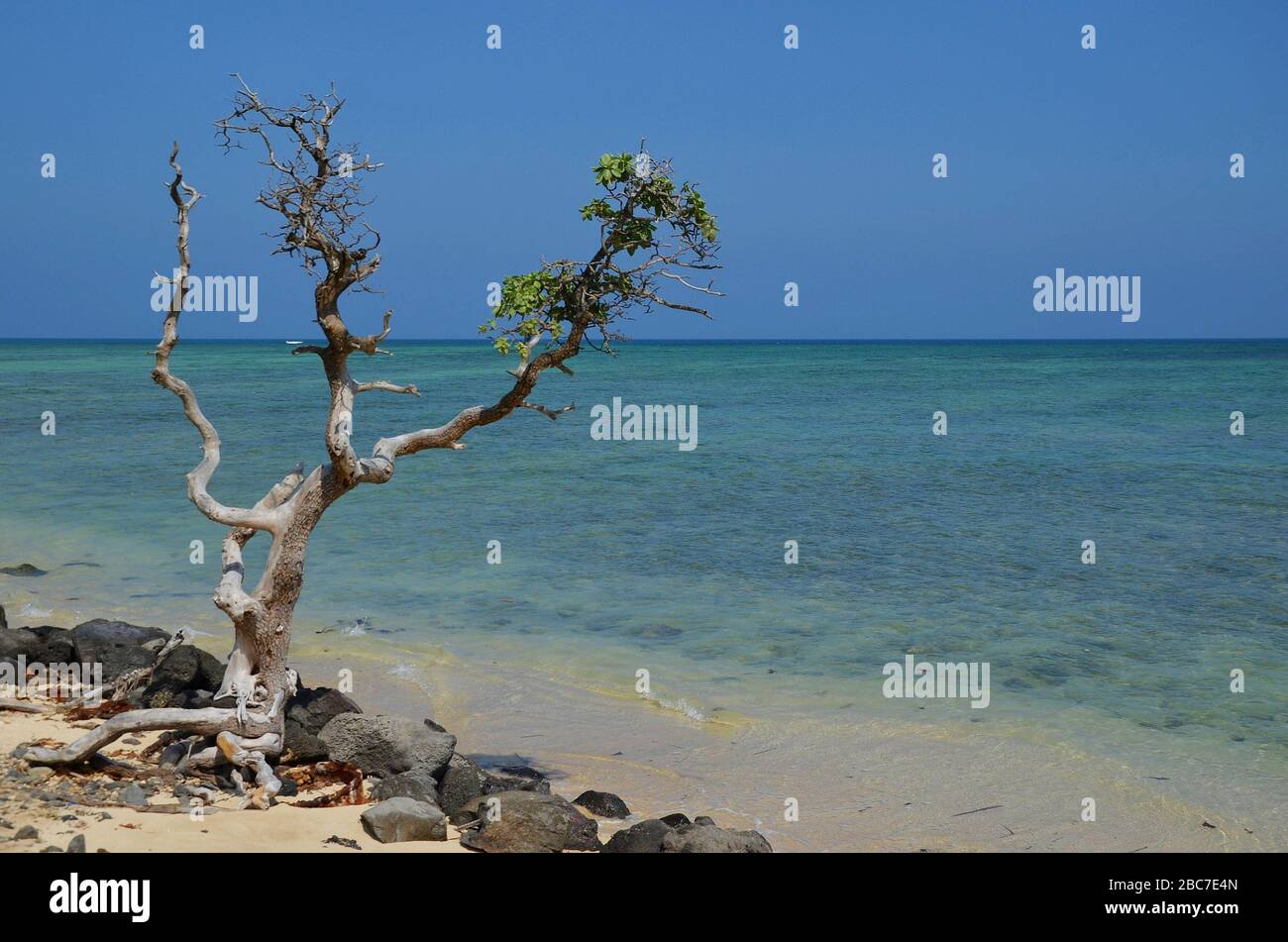 Arbre isolé sur une plage tropicale aux îles d'Hawaï Banque D'Images