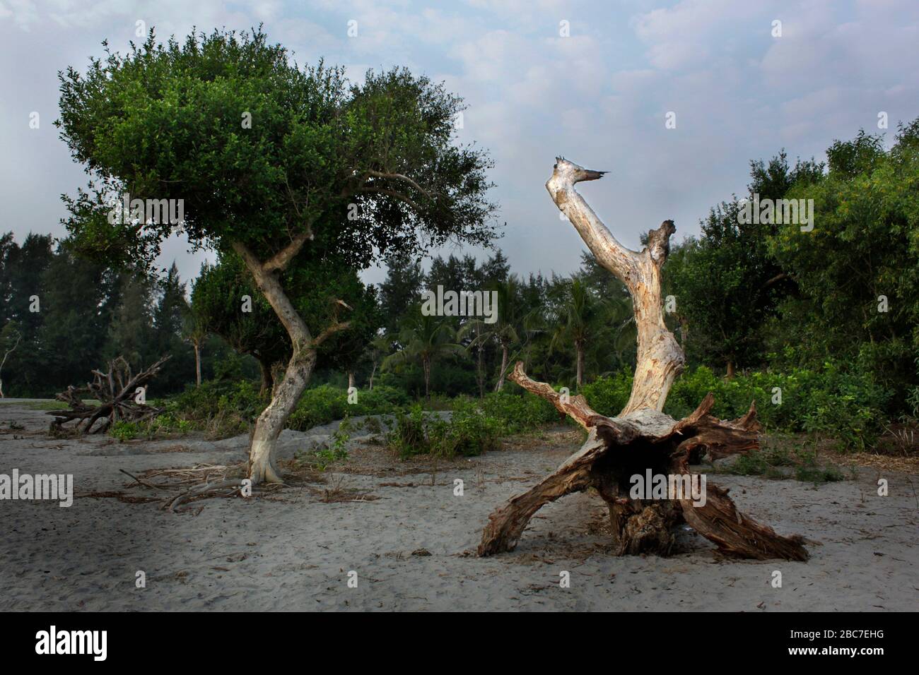 Un arbre tombé sur la plage de Kuakata à Patuakhali. Kuakata, connu localement sous le nom de Sagar Kannya ou fille de la mer, est l'un des endroits naturels les plus rares Banque D'Images