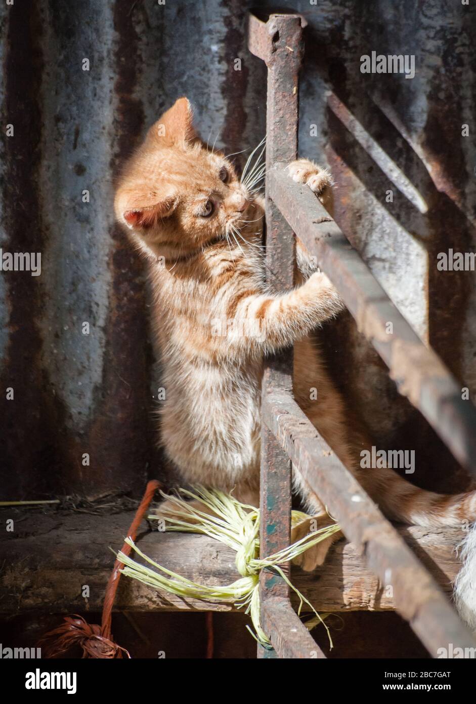 Chaton de gingembre ayant une aventure dans un hangar de vache galloise. Banque D'Images