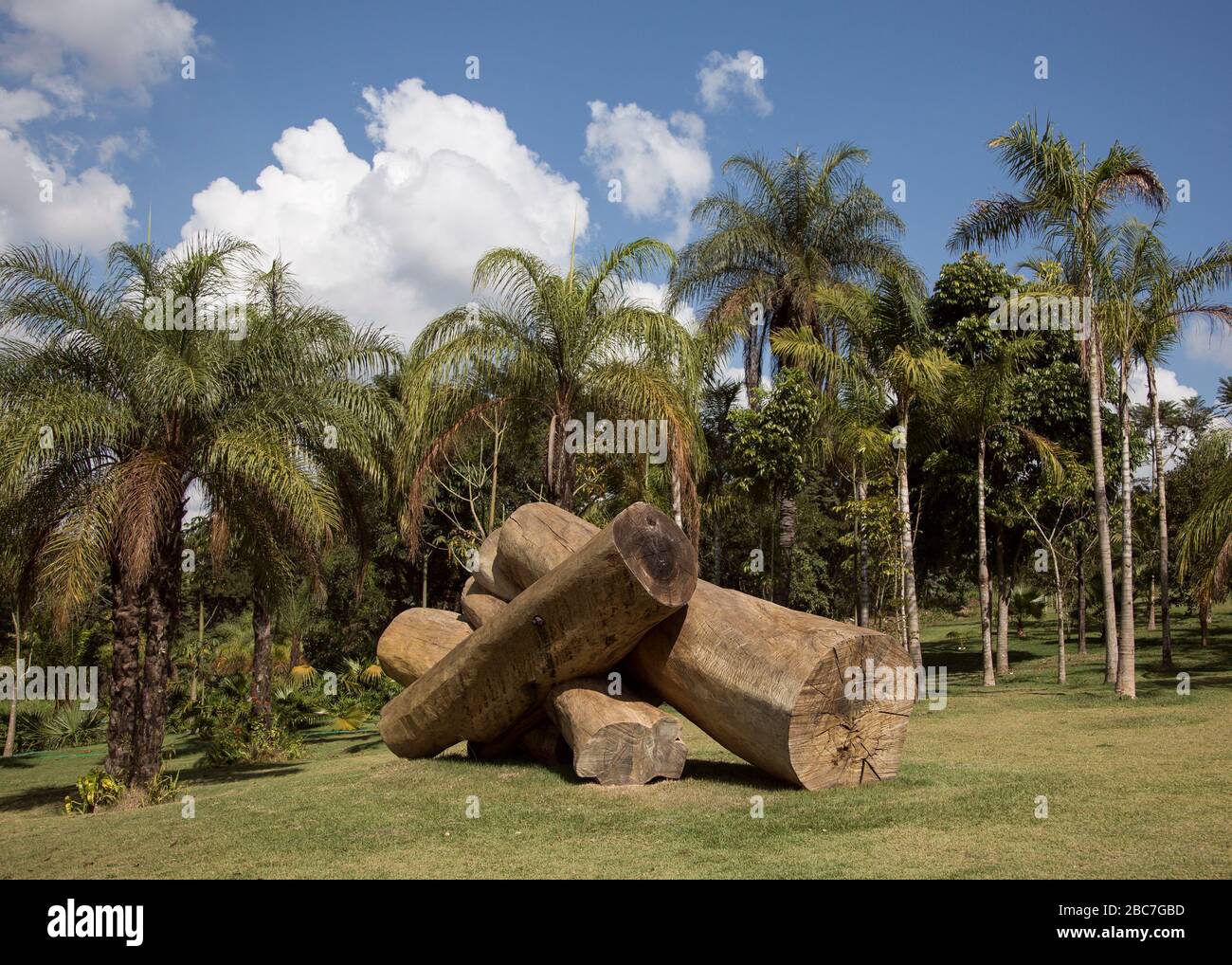 Les arbres forment de l'art à Inhotim l'Institut d'art contemporain et les jardins botaniques de l'État de Minas Gerais, Brésil Banque D'Images