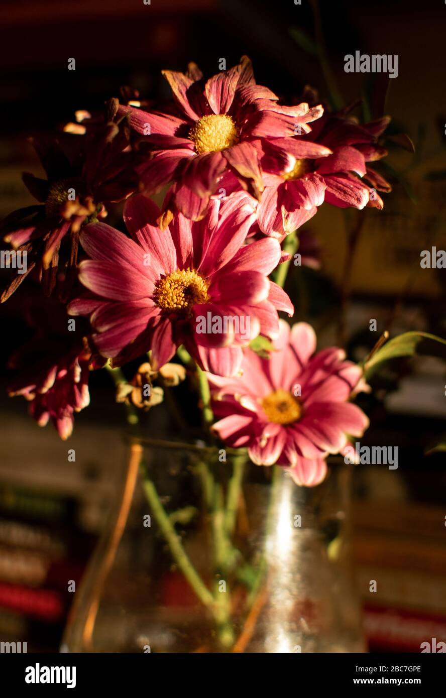 Un groupe de fleurs magenta / rose à l'intérieur d'une maison Banque D'Images