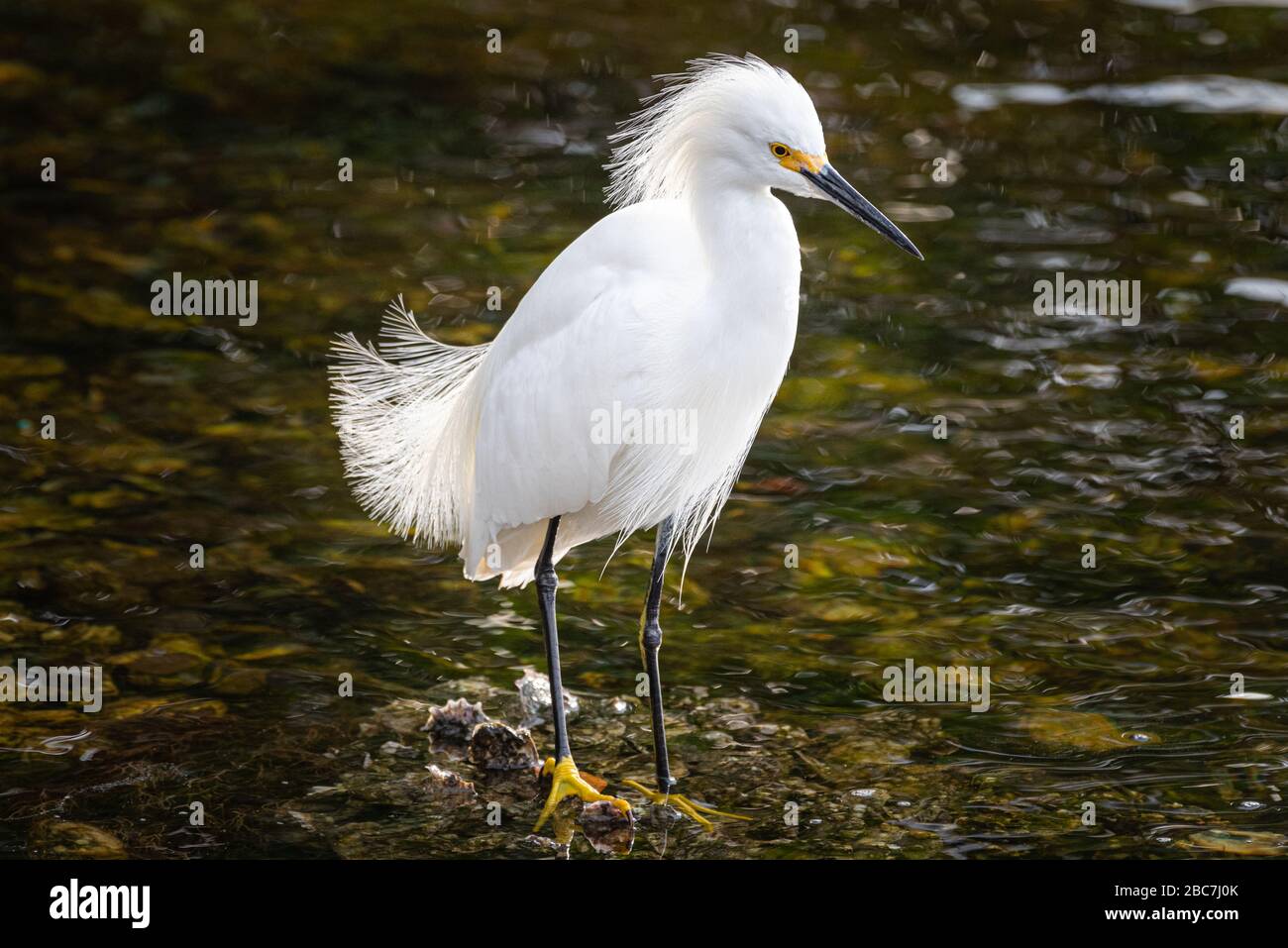 Une aigrette enneigée est poisée dans les eaux peu profondes pour un repas avec des plumes en fin de compte Banque D'Images