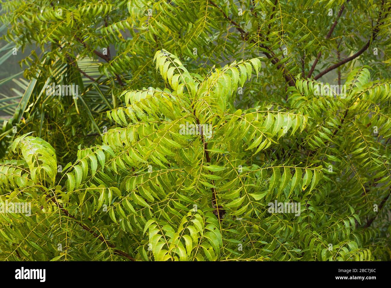 Neem Leaf.Khulna, Bangladesh. Banque D'Images