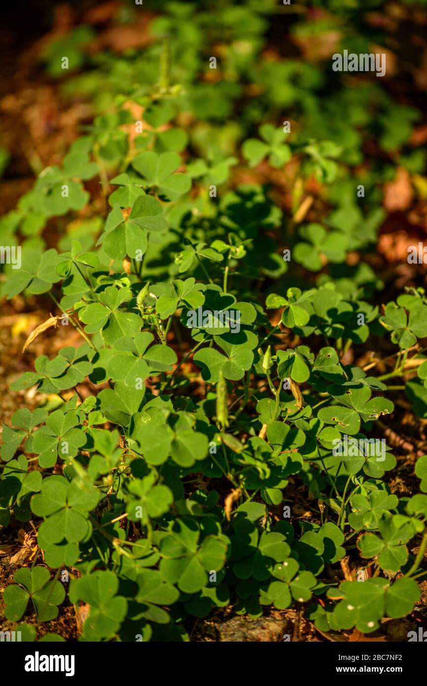 Plantes de trèfle (usine Shamrock) Banque D'Images