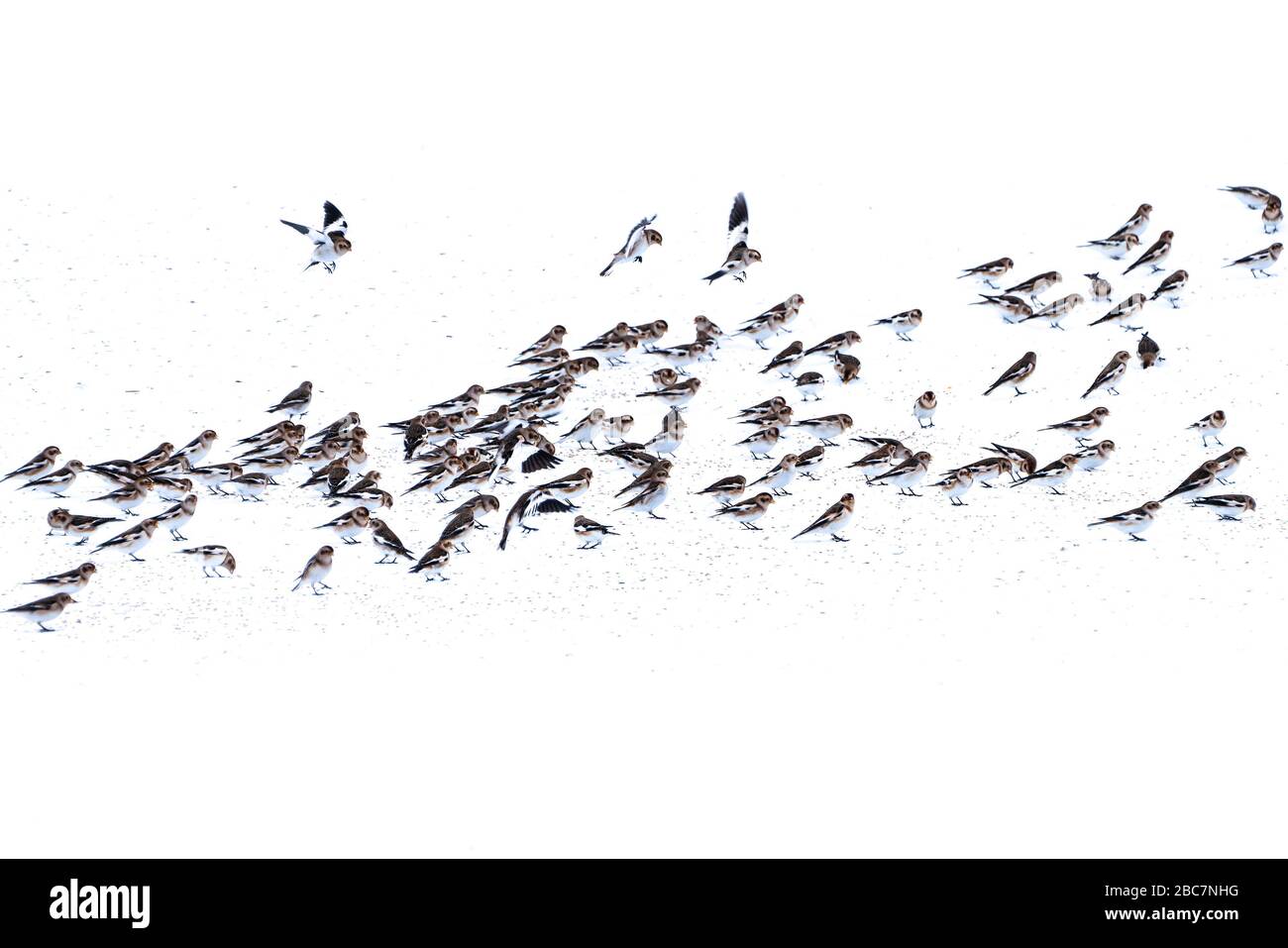 Troupeau de banderoles à neige (Plectrophenax nivalis) se nourrissant de graines dans la neige, dans le nord de l'Islande Banque D'Images