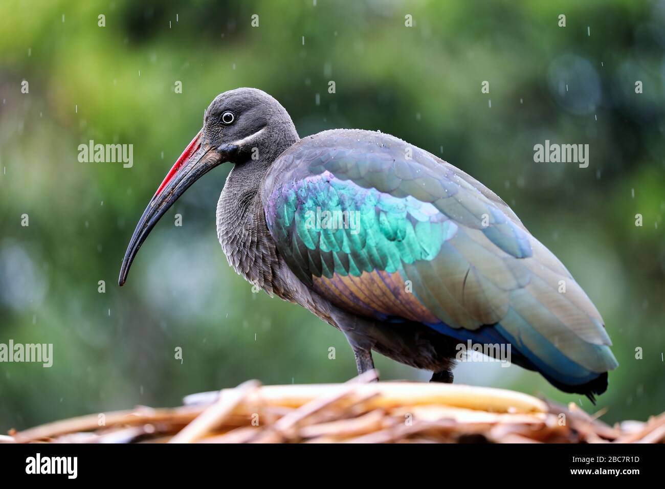 Hôtel ibis hadeda sous la pluie au lac Bunyonyi, Ouganda (Bostrychia hagedash) Banque D'Images
