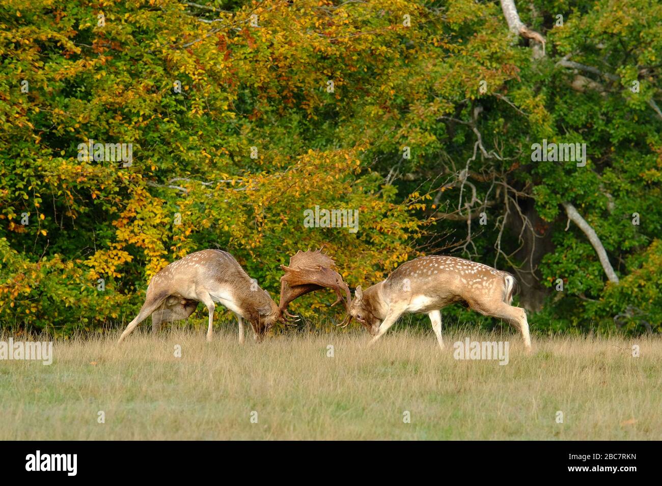 deux cerfs en jachère se ruent en automne. Banque D'Images