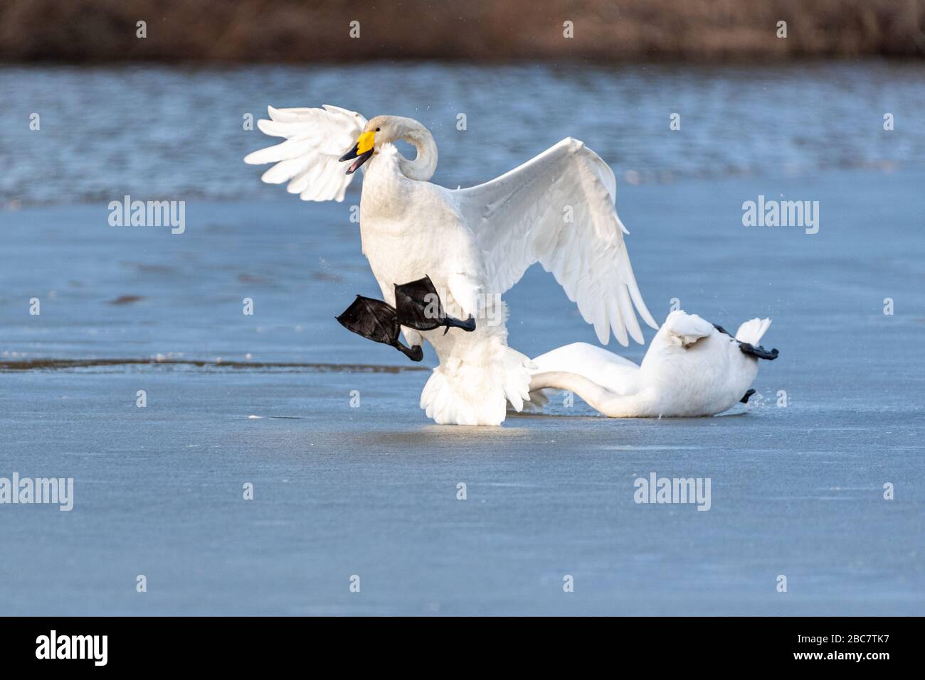 Toboggan de cygne de hooper. Whooper cygne crash sur le sol. Banque D'Images