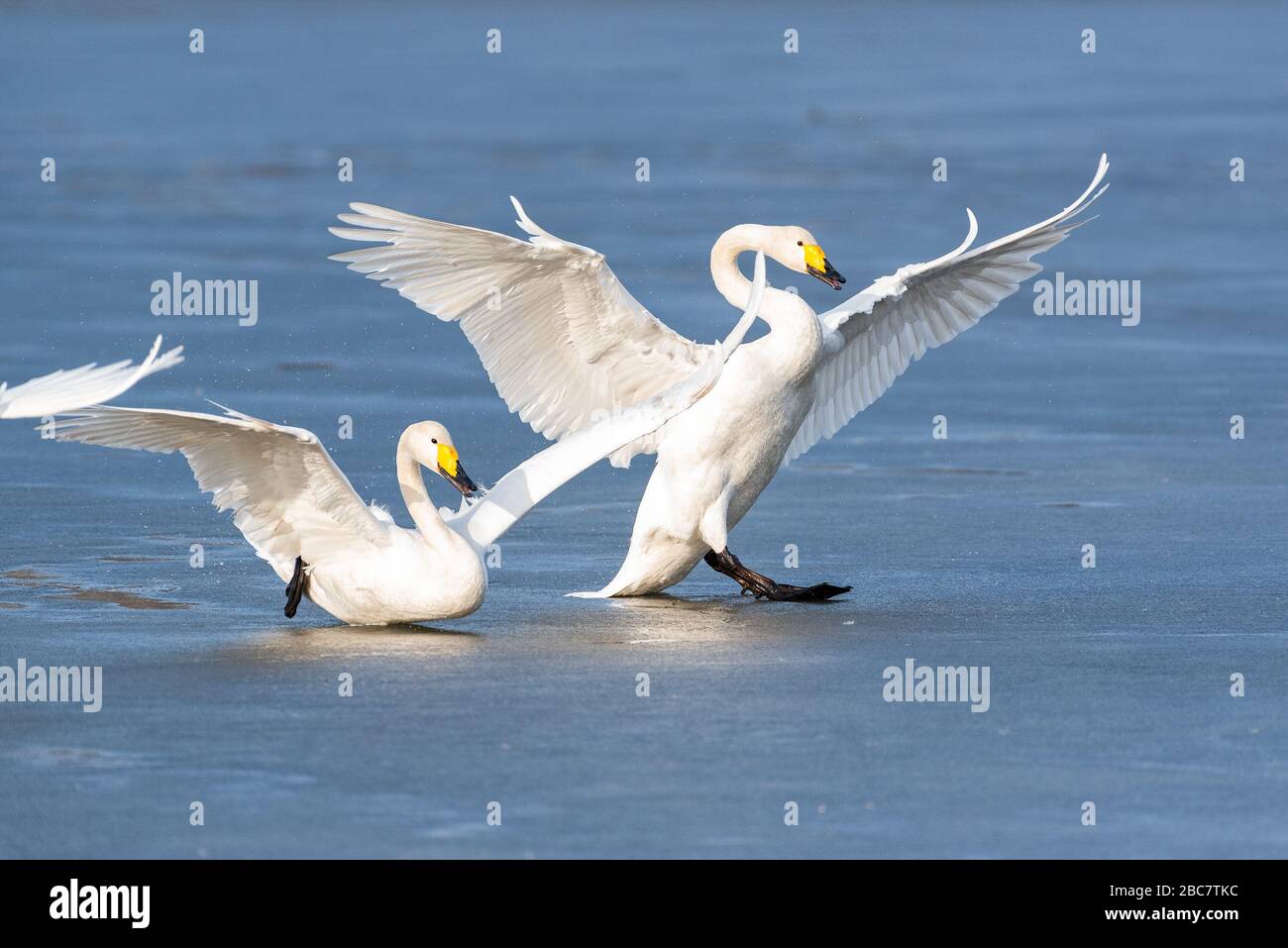 Toboggan de cygne de hooper. Whooper cygne crash sur le sol. Banque D'Images