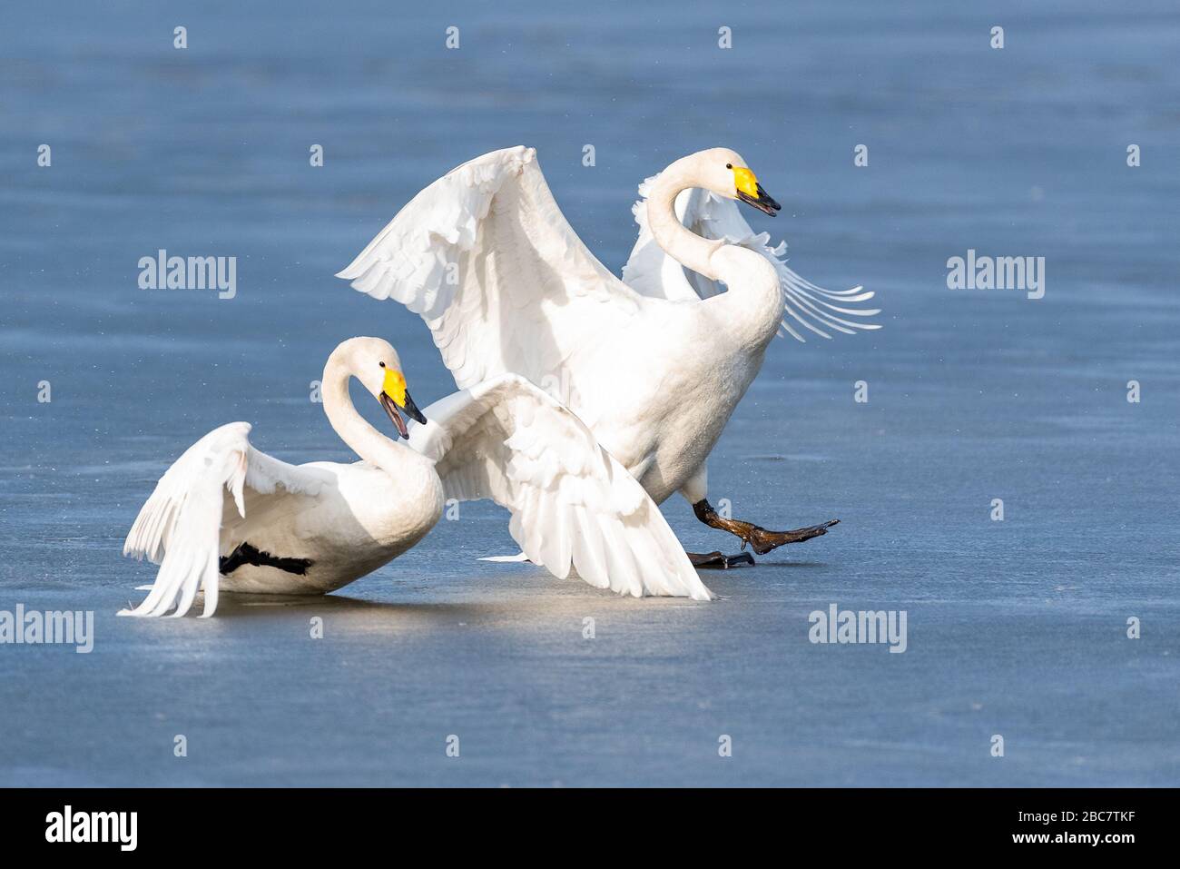 Toboggan de cygne de hooper. Whooper cygne crash sur le sol. Banque D'Images