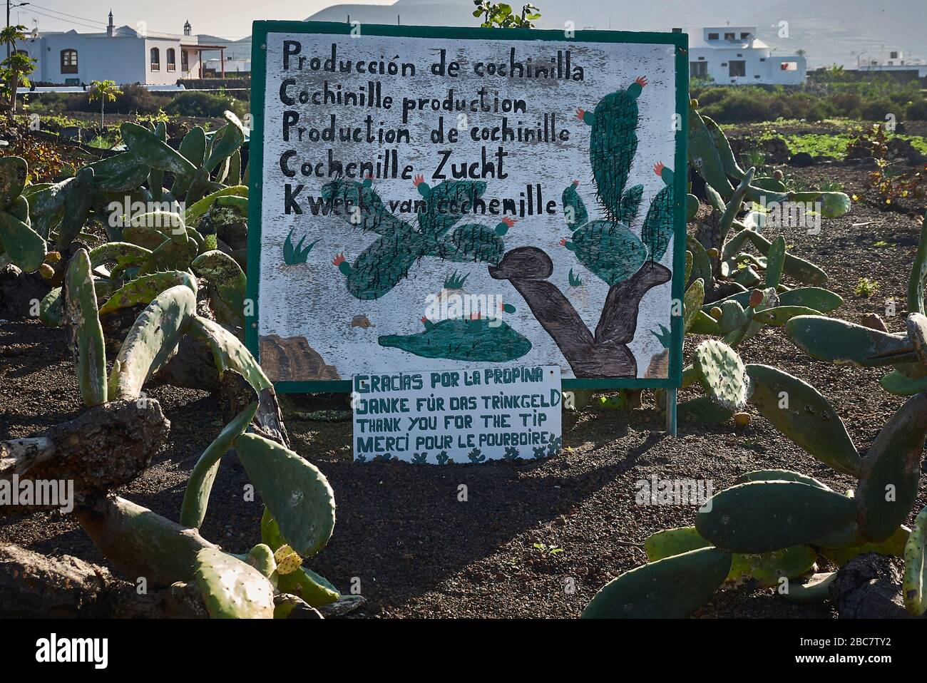 Un panneau de signalisation dans un domaine de la famille des cactus à Guatiza informe dans cinq langues différentes de production de Cochinille. Banque D'Images