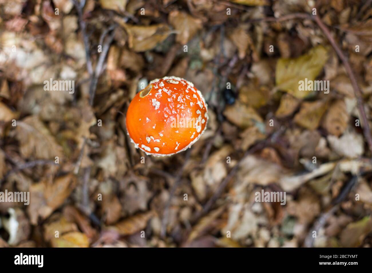 chapeau de champignon rouge de l'espèce amanite muscaria photographié d'en haut et émergeant des feuilles sèches de la sous-croissance Banque D'Images