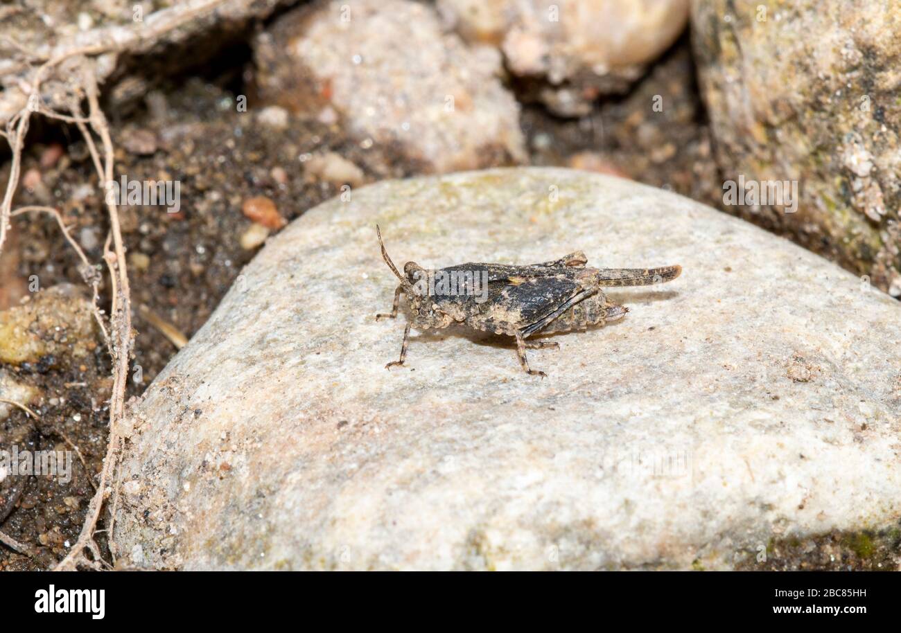 Tocullatus à capuche (Paratettix cuculatus) Pygmy Grasshopper perché sur un rocher dans le nord du Colorado Banque D'Images