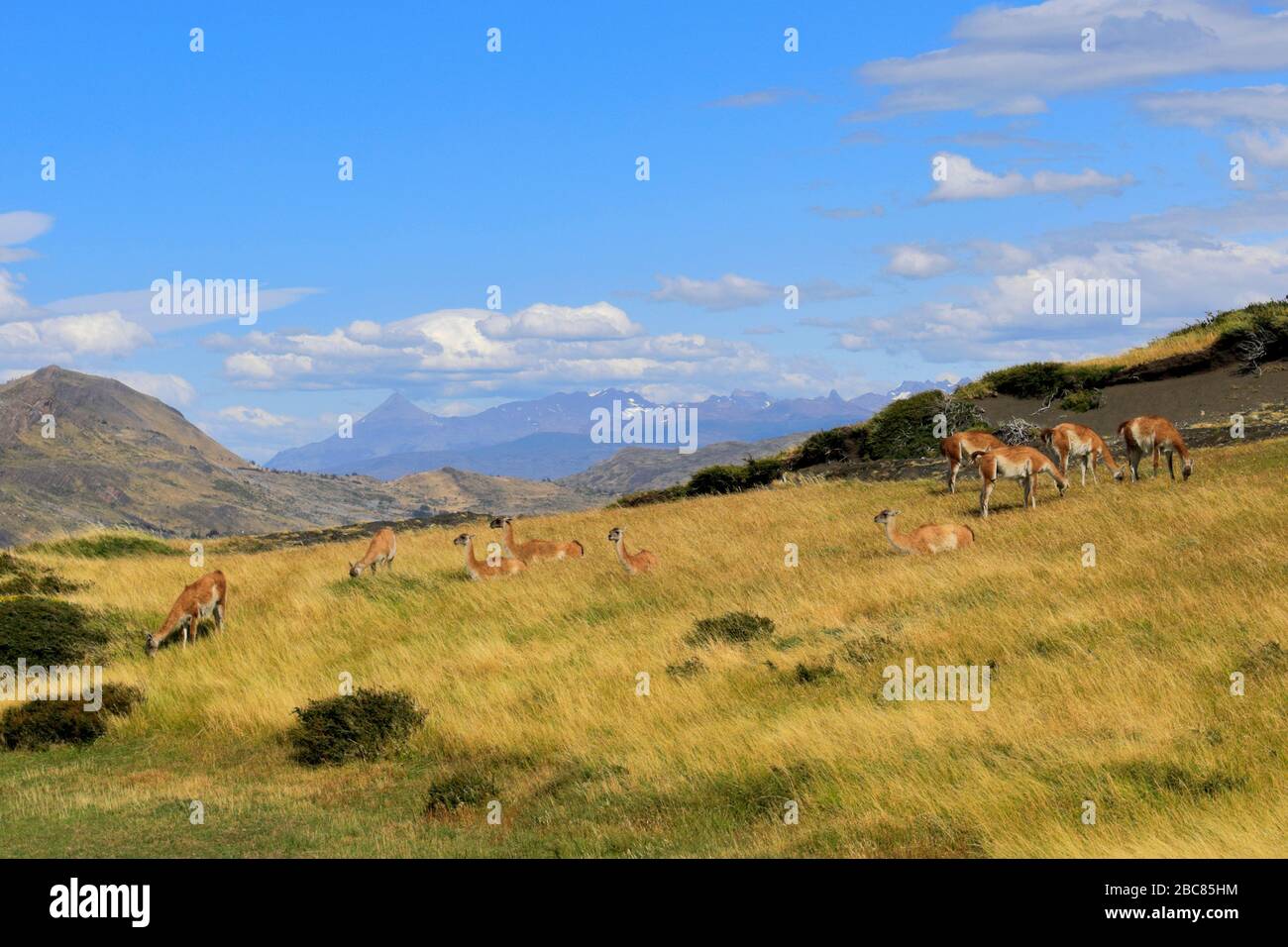 Guanacos dans le parc national de Torres del Paine, région de Magallanes, Patagonie, Chili, Amérique du Sud Banque D'Images