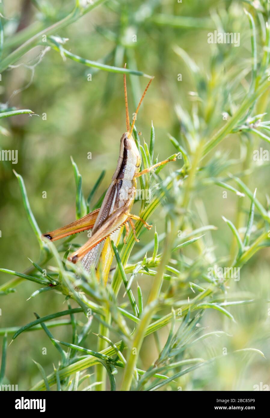 Mermiria à deux rayures (Mermiria bivittata) perché dans une végétation dense dans l'est du Colorado Banque D'Images