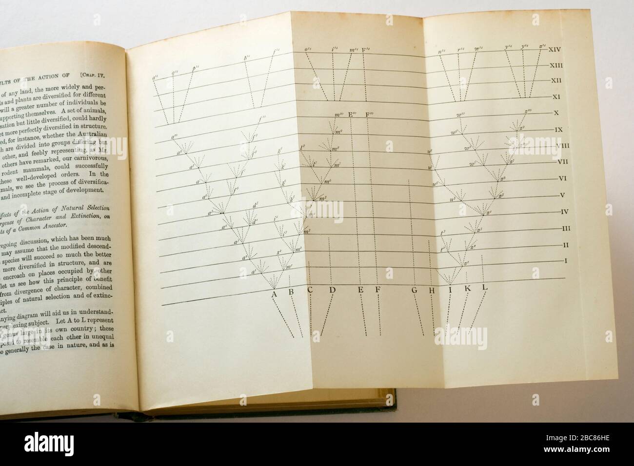 Origine des espèces par Charles Darwin. Illustration de l'arbre de vie avec branches Banque D'Images