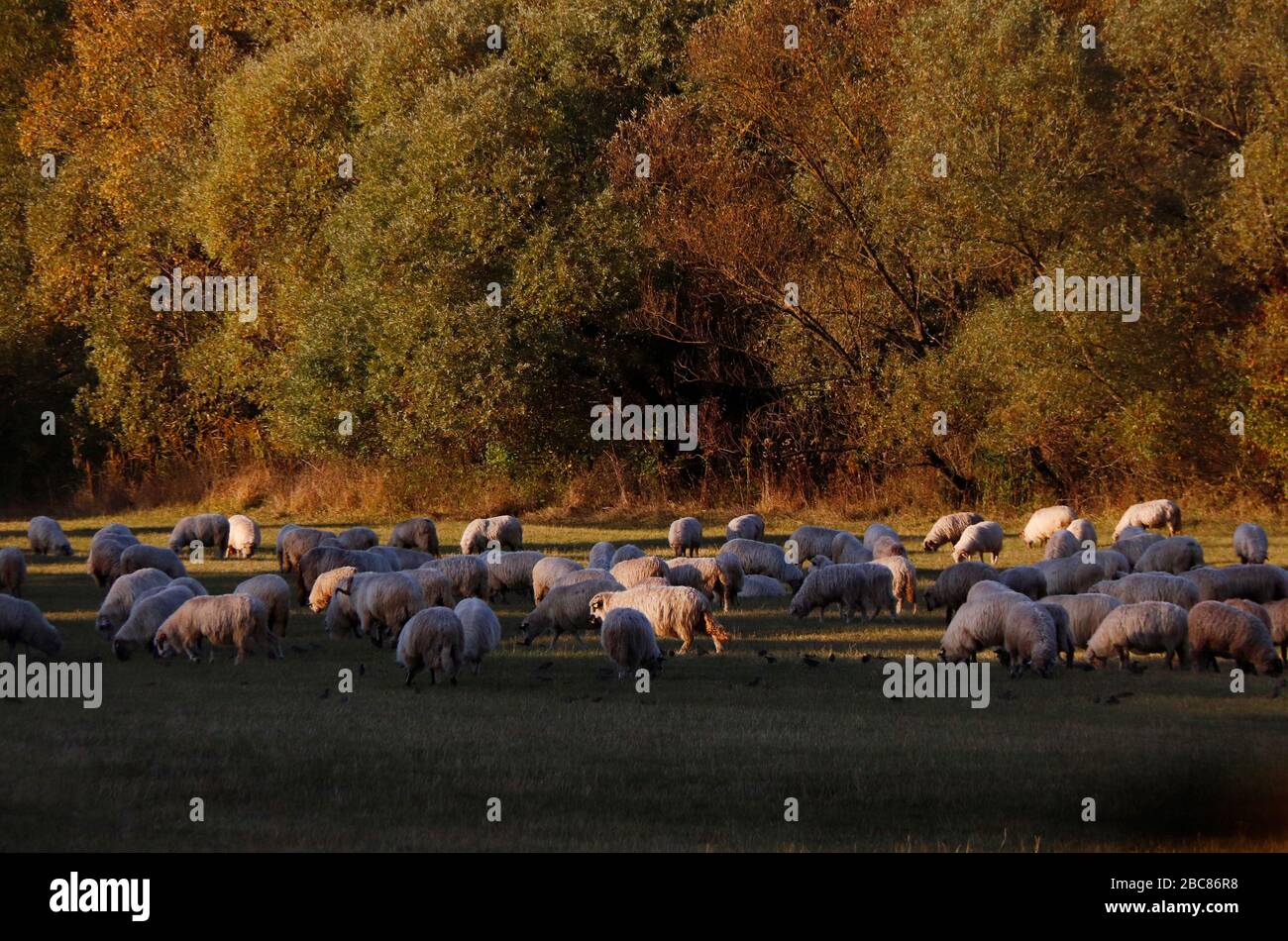 Moutons dans le pays de Mures, région de Transylvanie par Carpates montagnes, Roumanie, Europe Banque D'Images