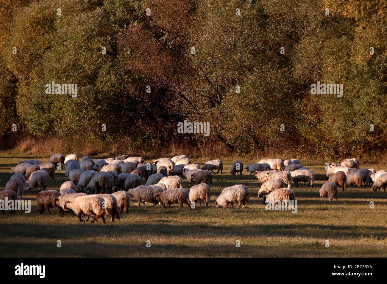 Moutons dans le pays de Mures, région de Transylvanie par Carpates montagnes, Roumanie, Europe Banque D'Images
