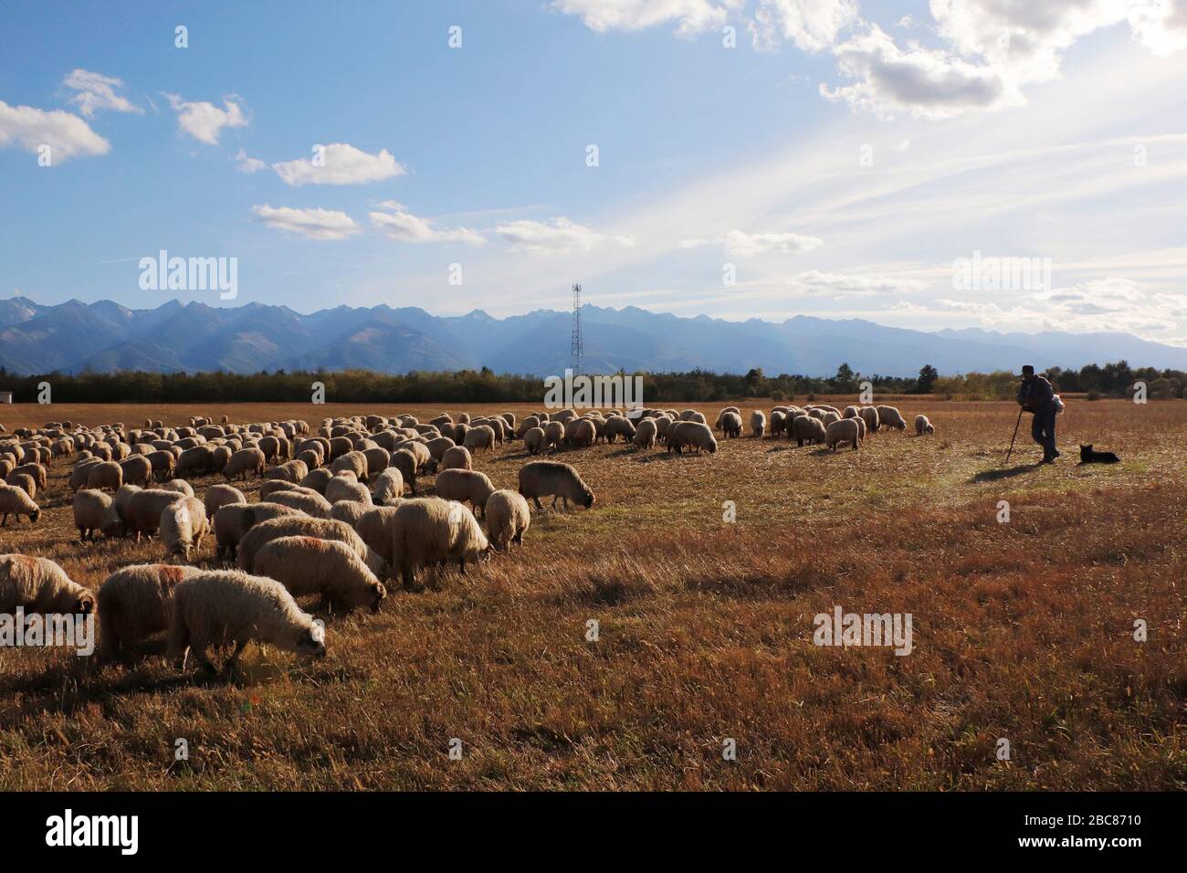 Moutons dans le pays de Mures, la région de Transylvanie et les montagnes Carpates, Roumanie, Europe Banque D'Images