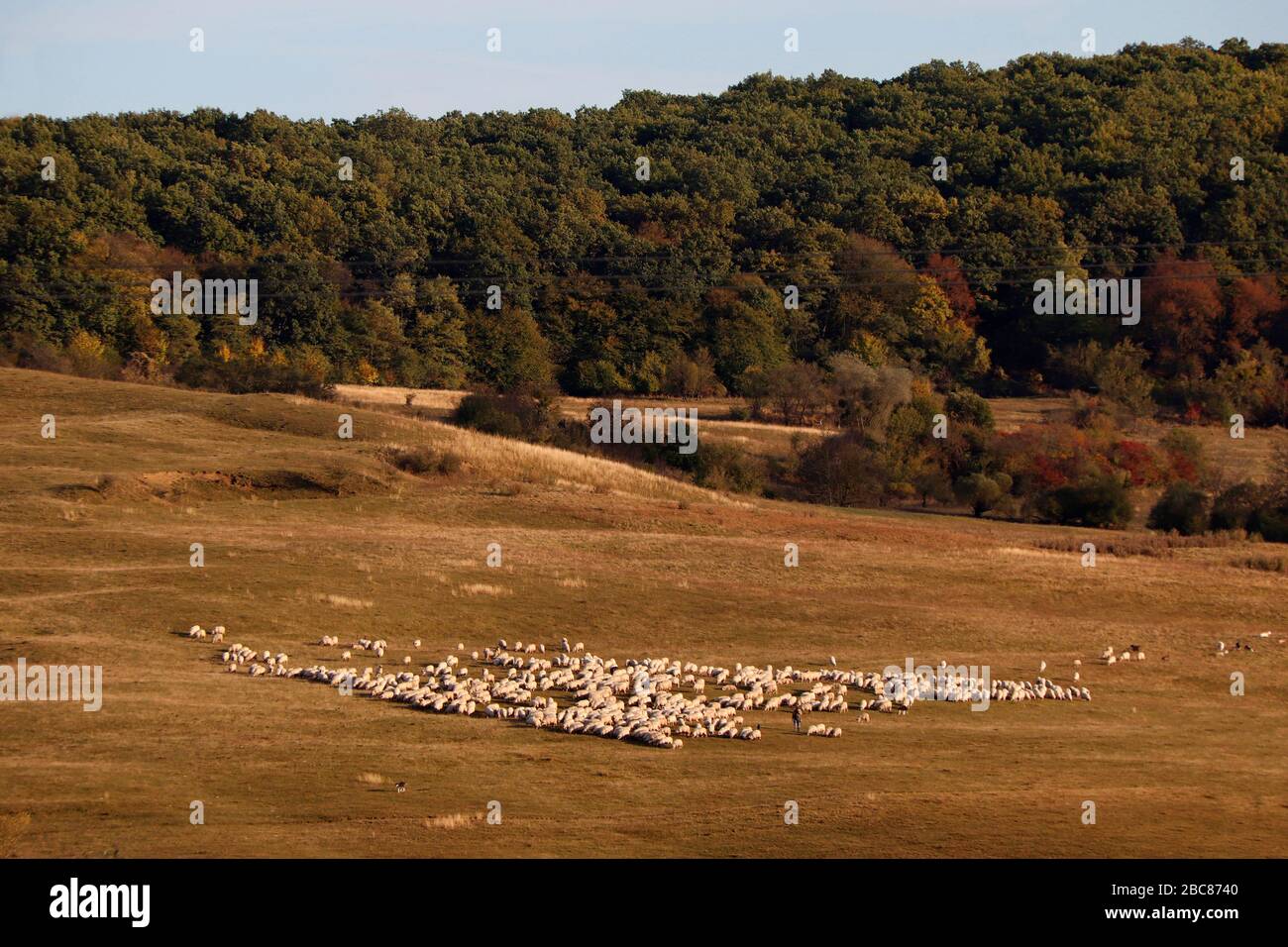 Moutons dans le pays de Mures, région de Transylvanie par Carpates montagnes, Roumanie, Europe Banque D'Images
